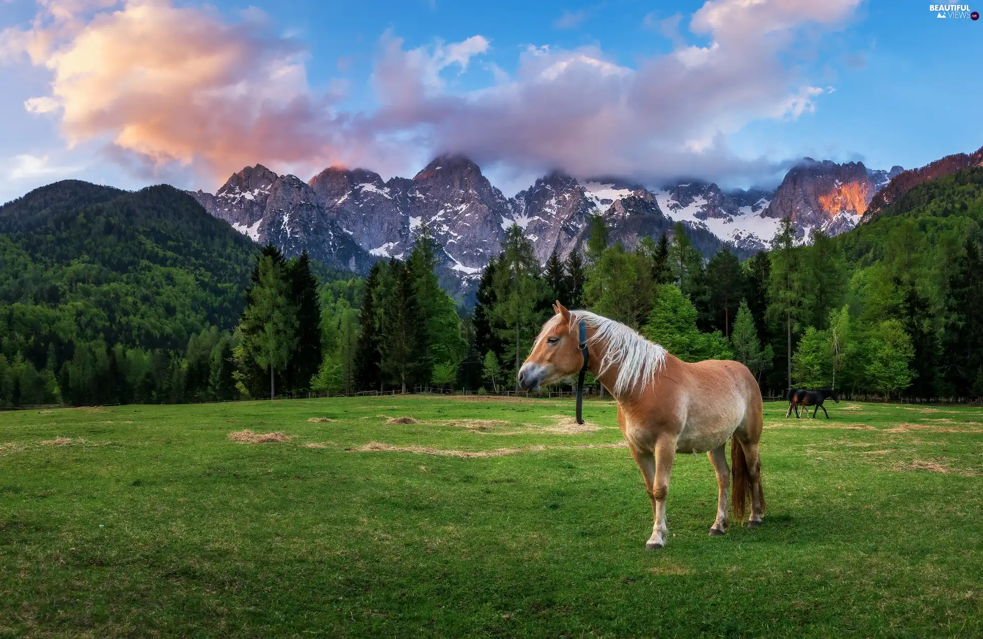 Mountains, Horse, bloodstock, car in the meadow