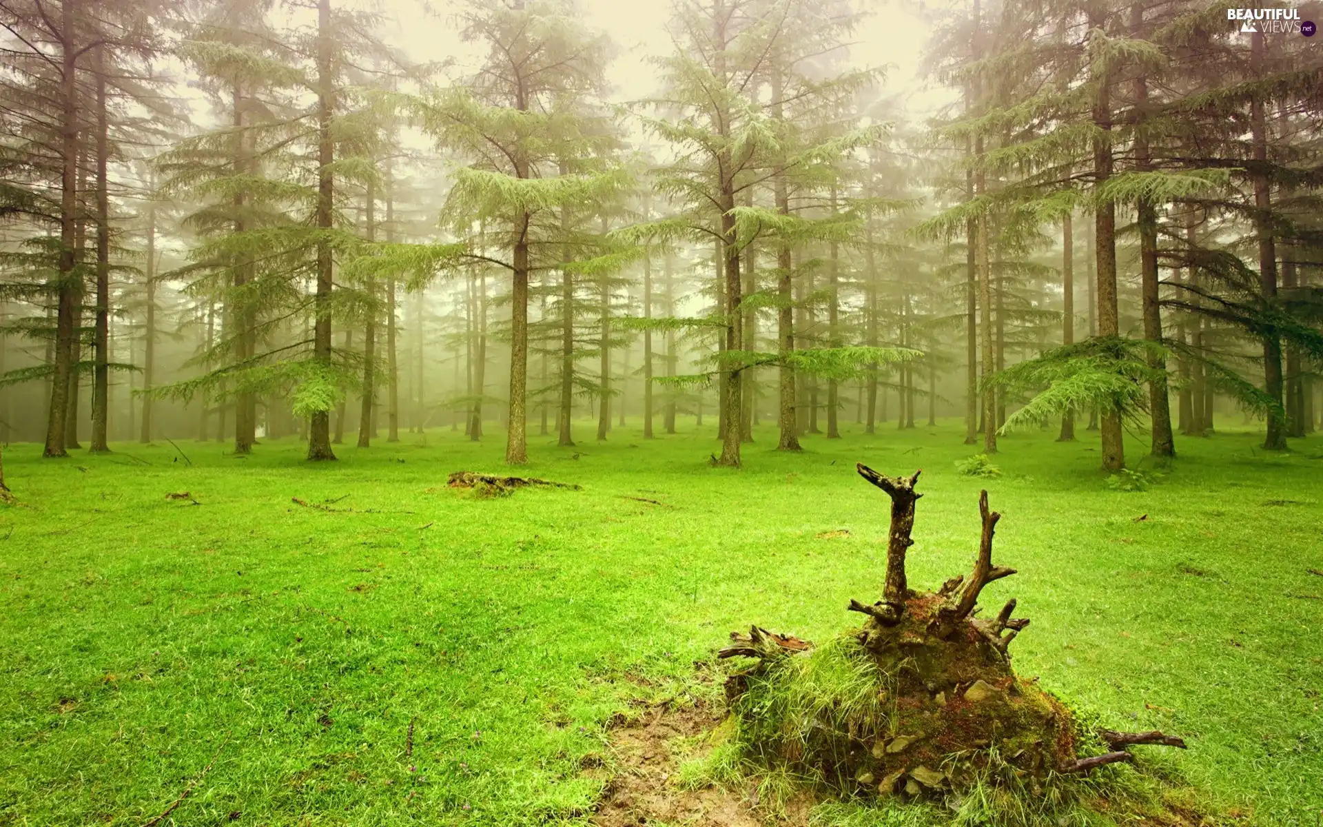 forest, car in the meadow