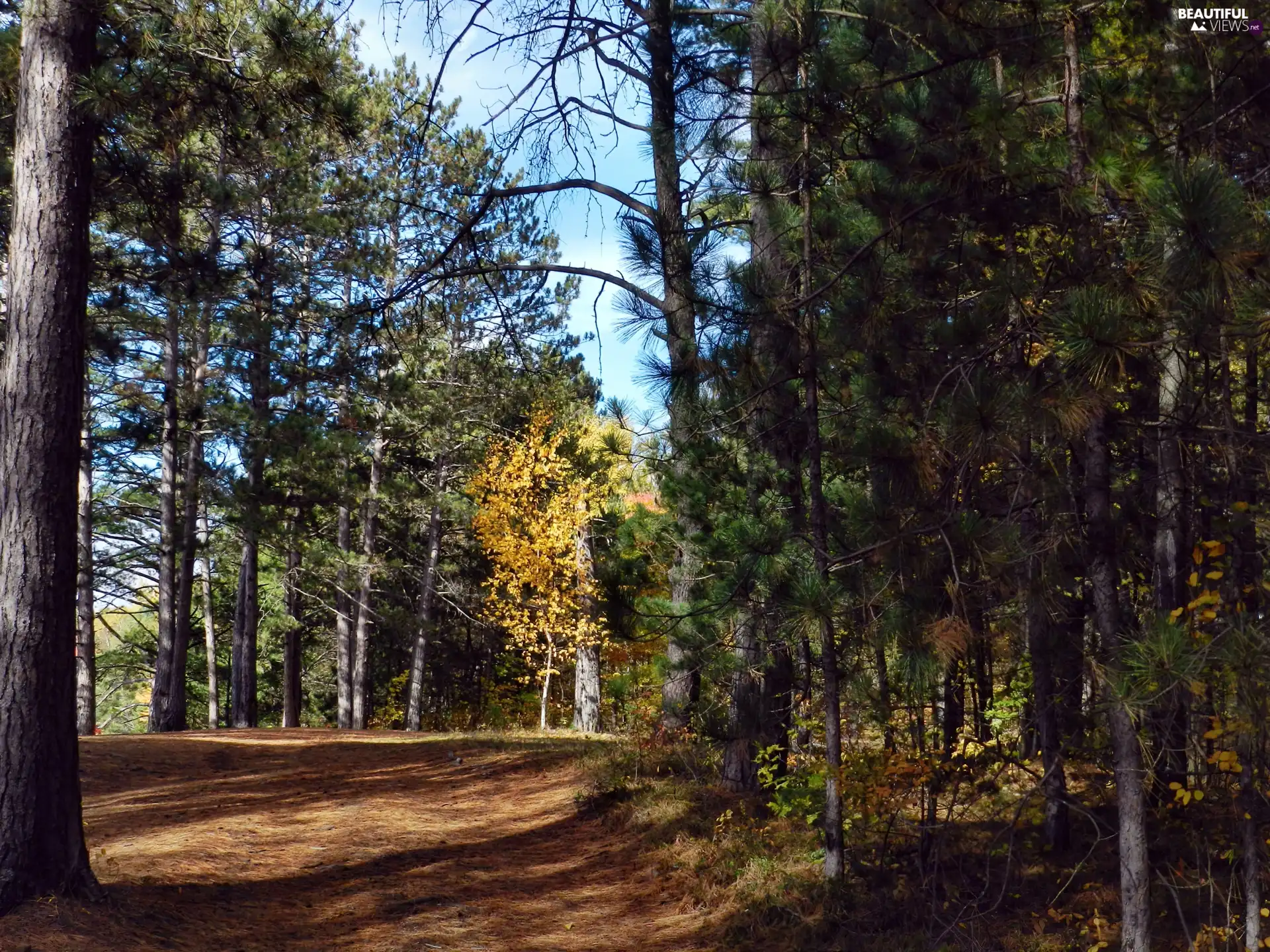 forest, car in the meadow