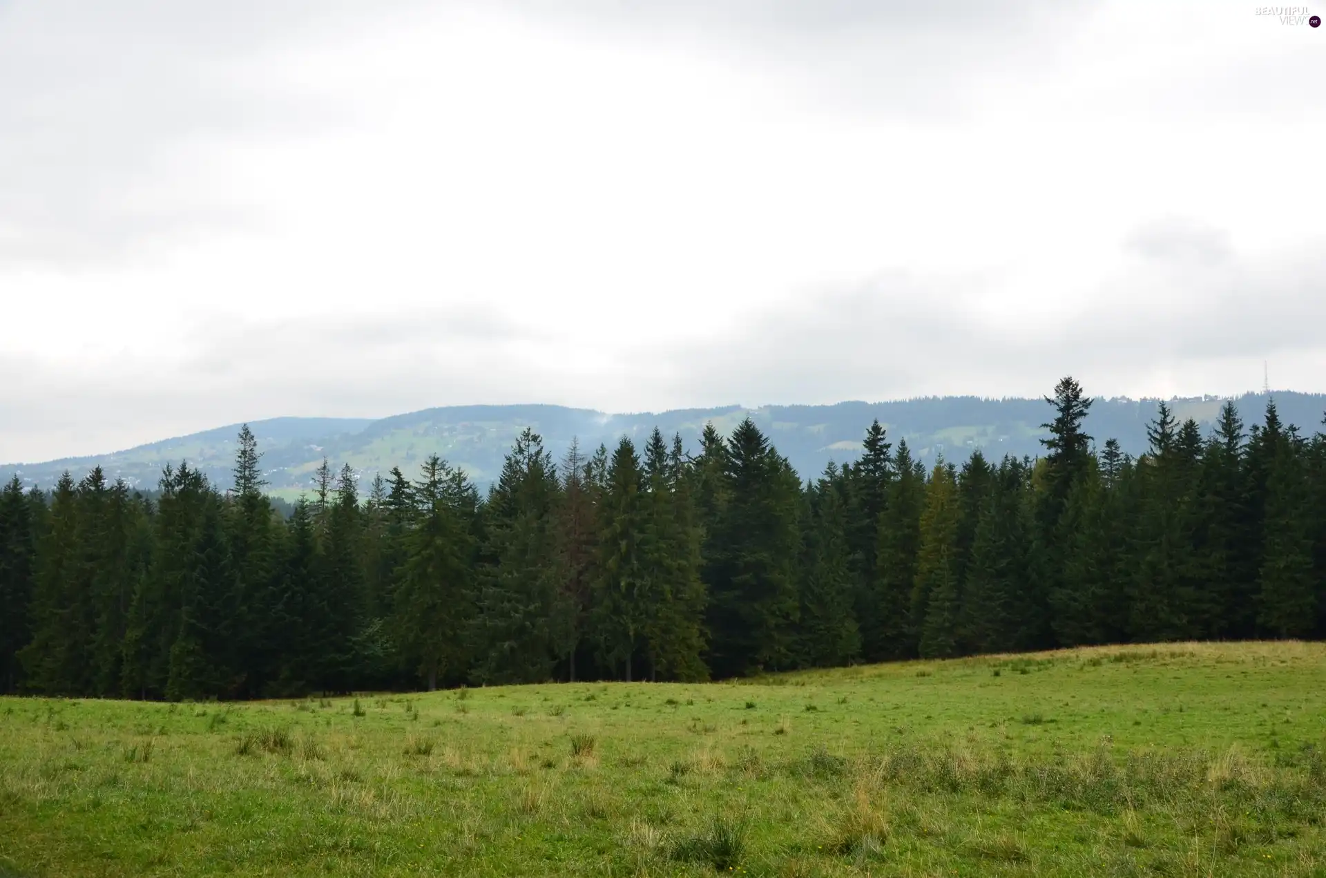 gubalowka, car in the meadow