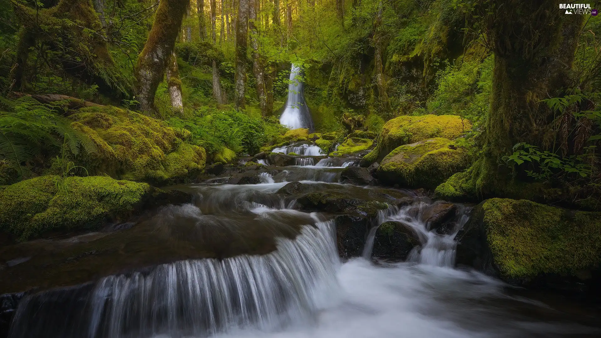 cascade, waterfall, stream, forest, viewes, VEGETATION, mossy, trees, rocks