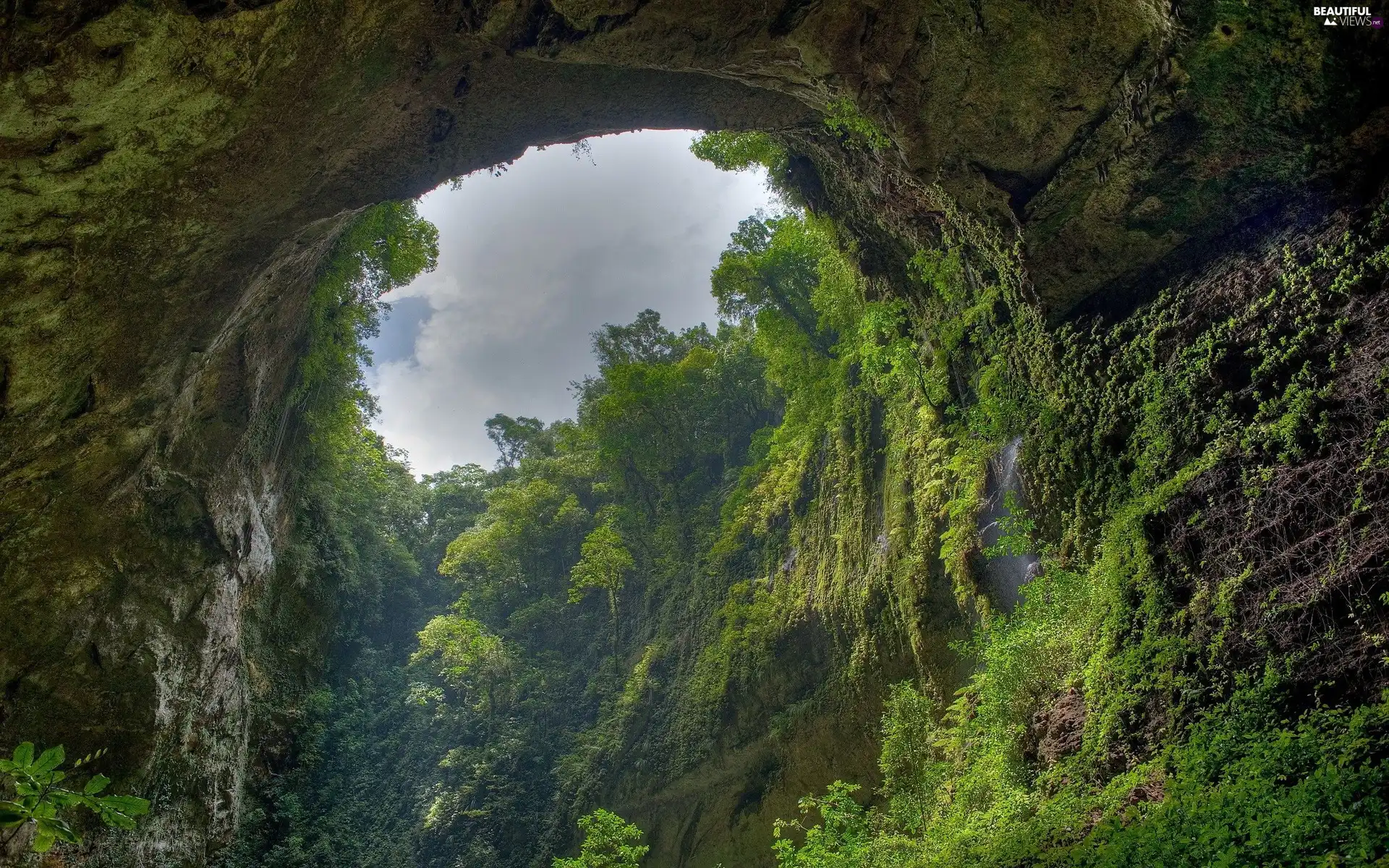 forest, Amazon, cave, rainy