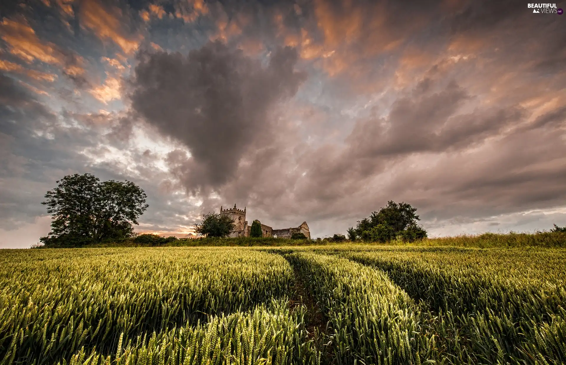 cereals, clouds, Field