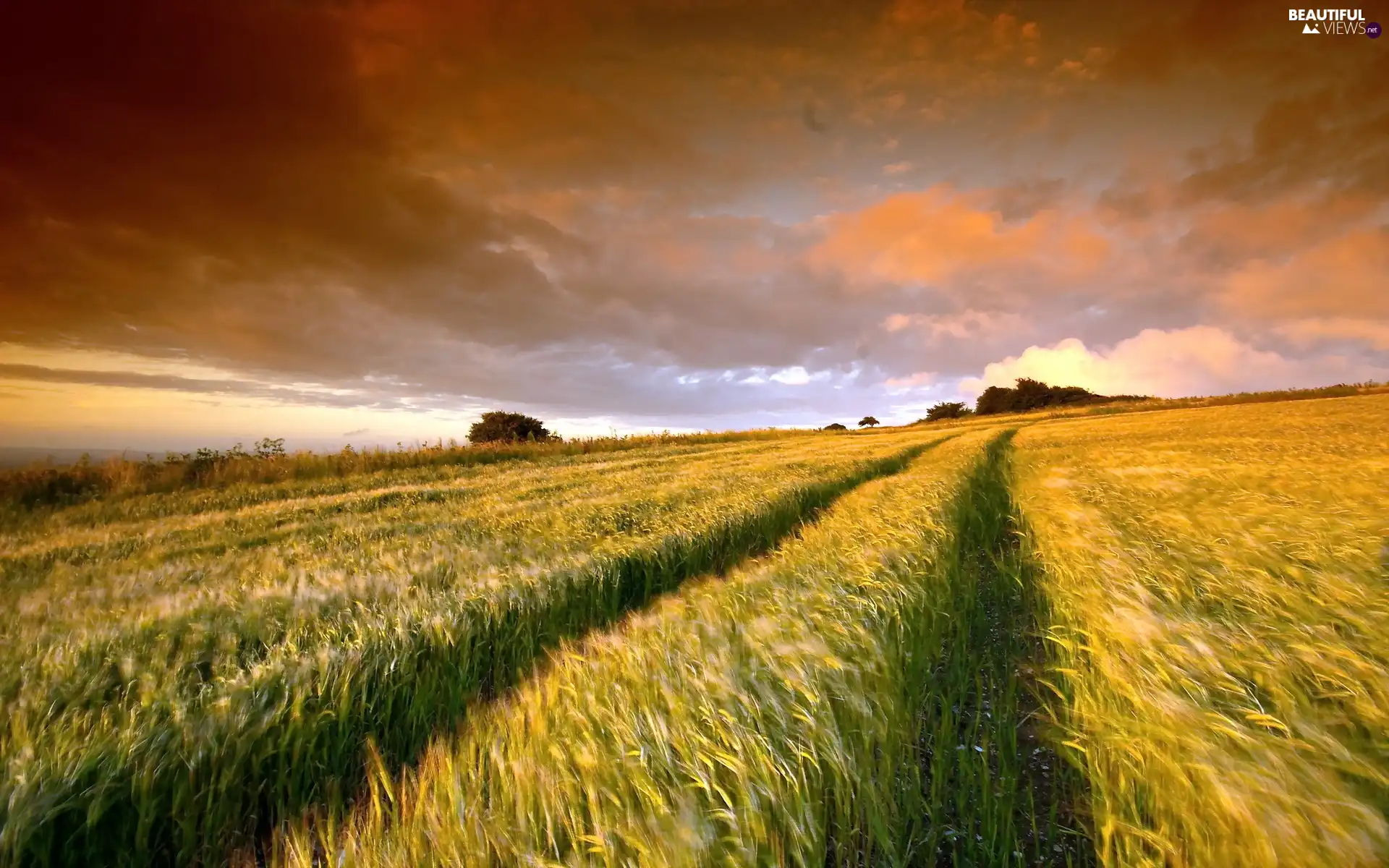 west, field, cereals, sun