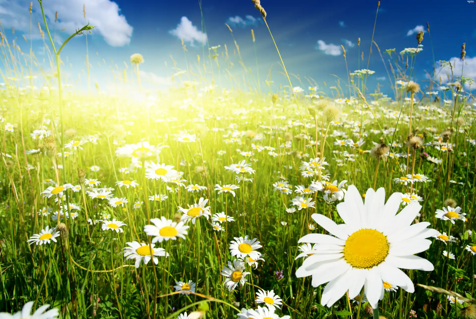 rays, Meadow, chamomile, sun