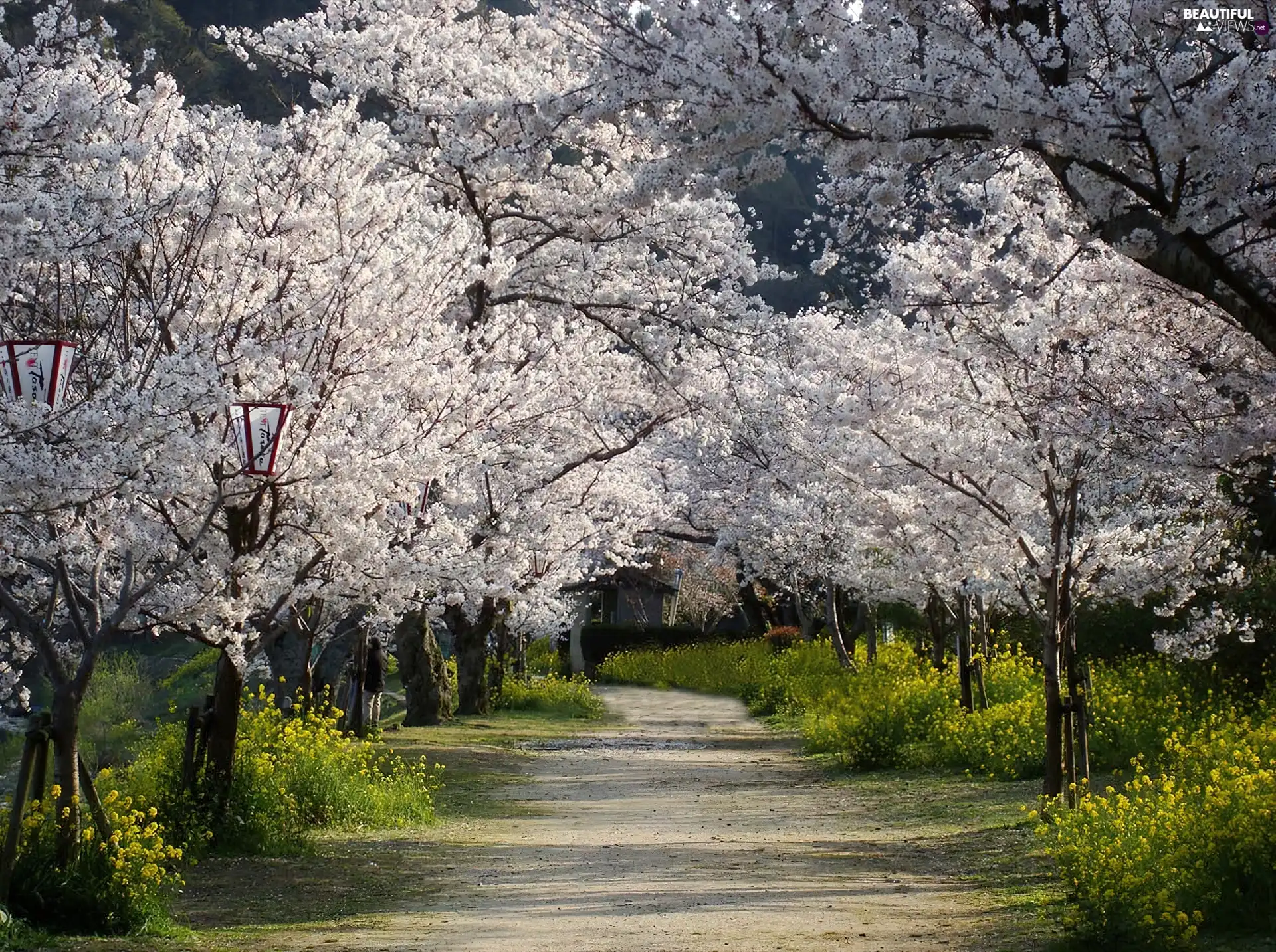 Way, viewes, cherry, trees