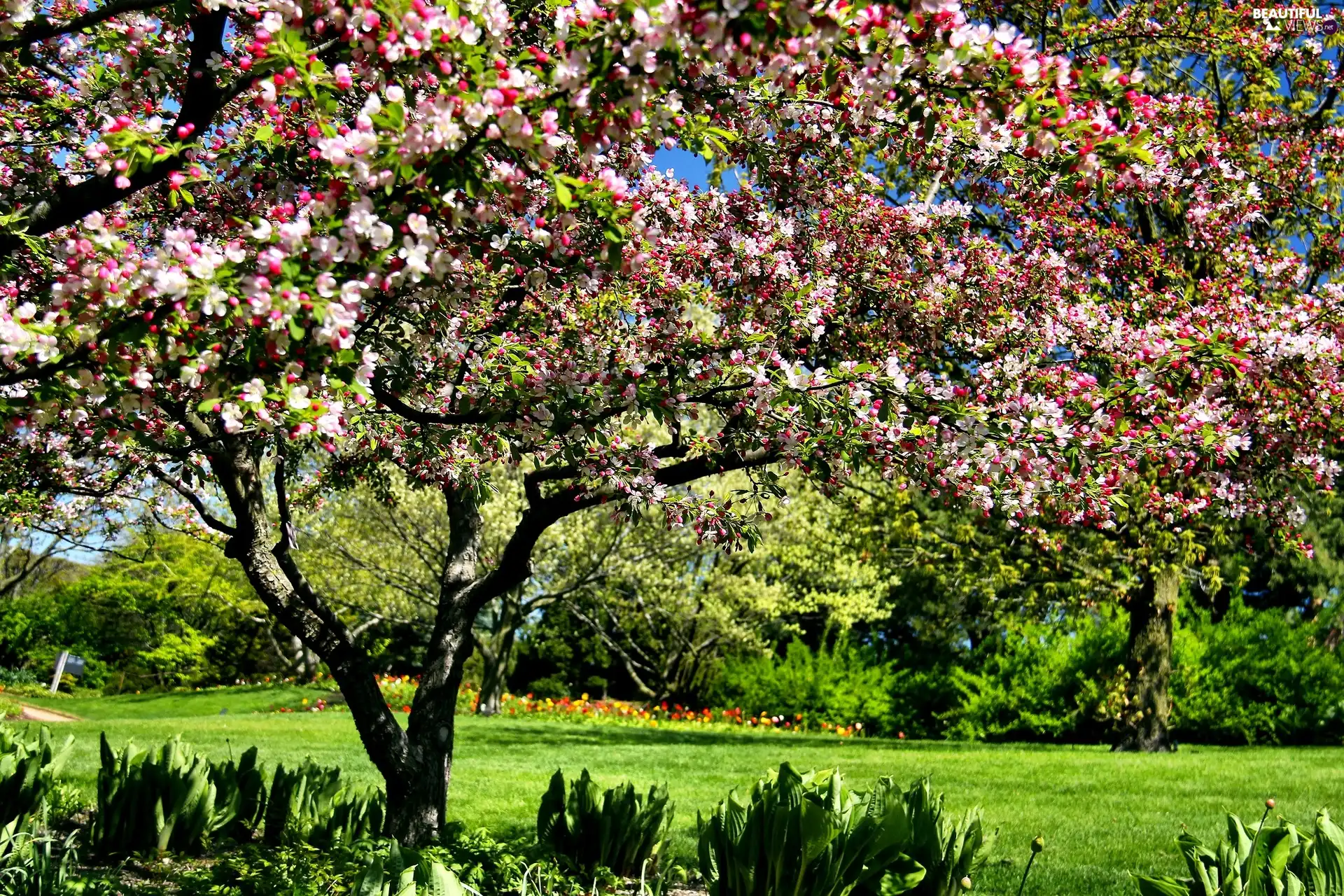 Spring, botanical garden, Chicago