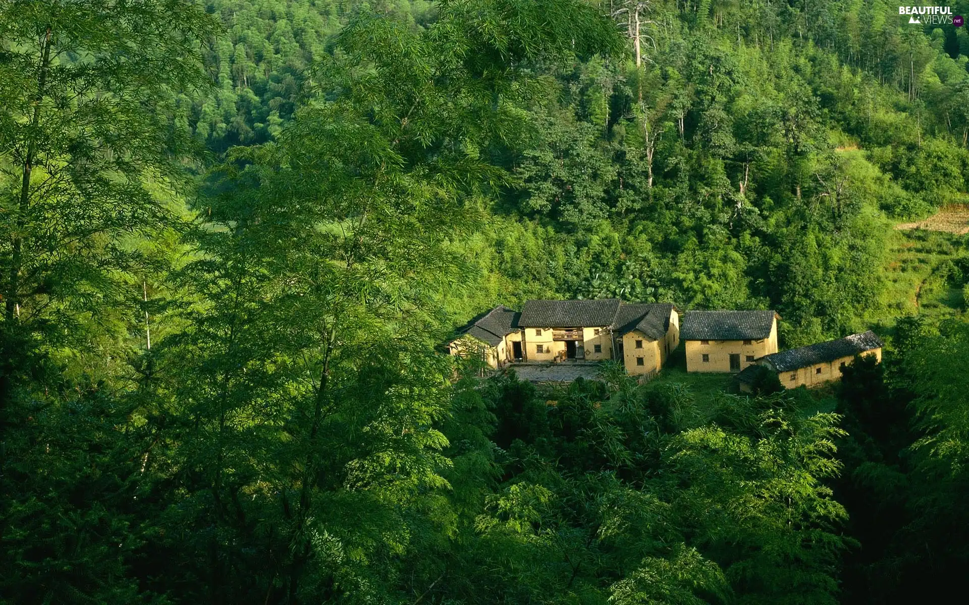 forest, green, China, Houses