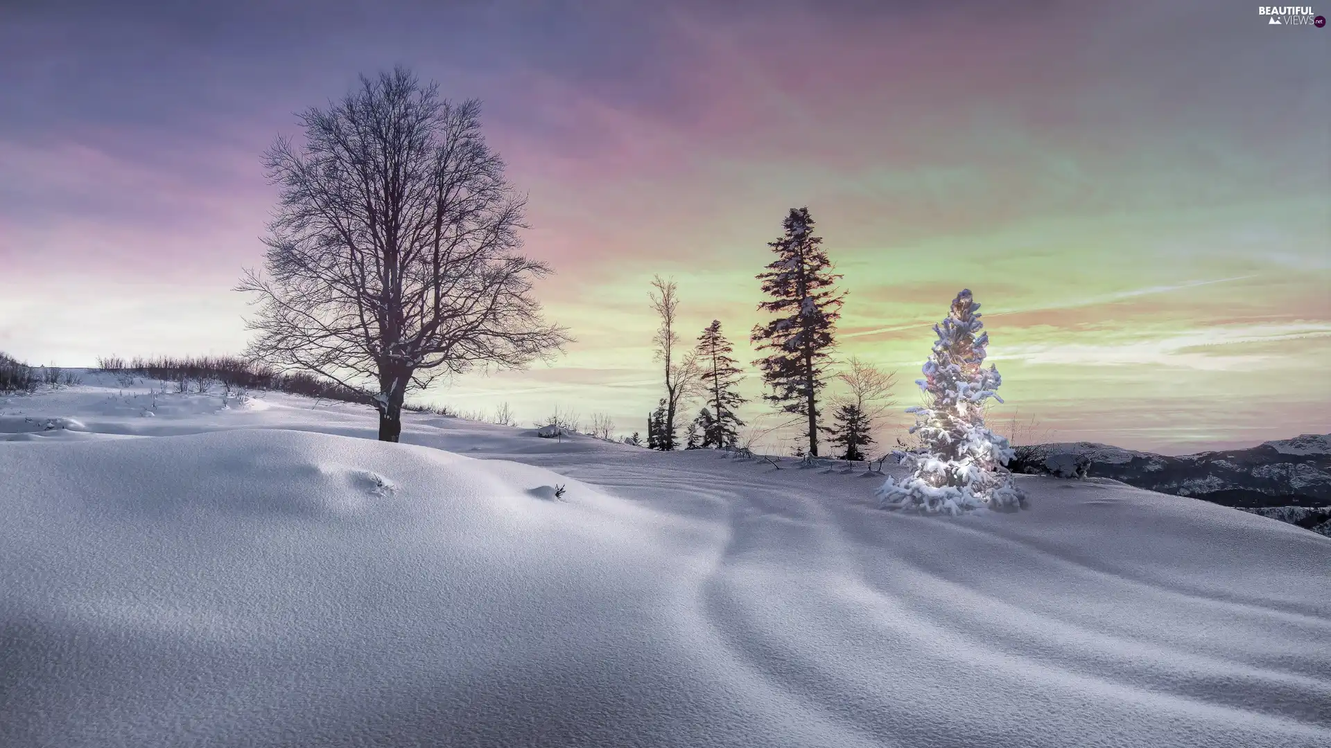 trees, winter, illuminated, christmas tree, viewes, snow