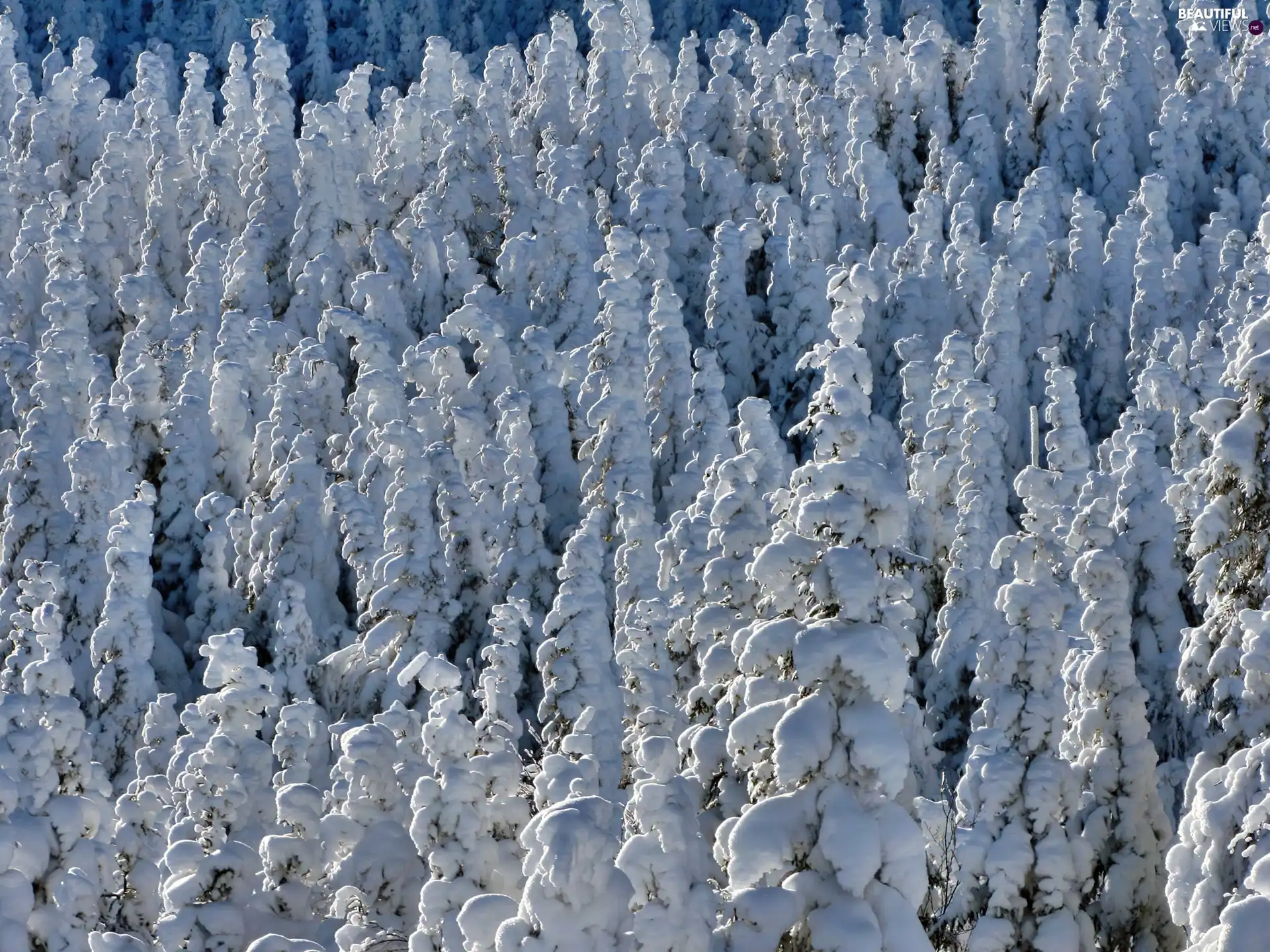 Christmas, winter, Snowy