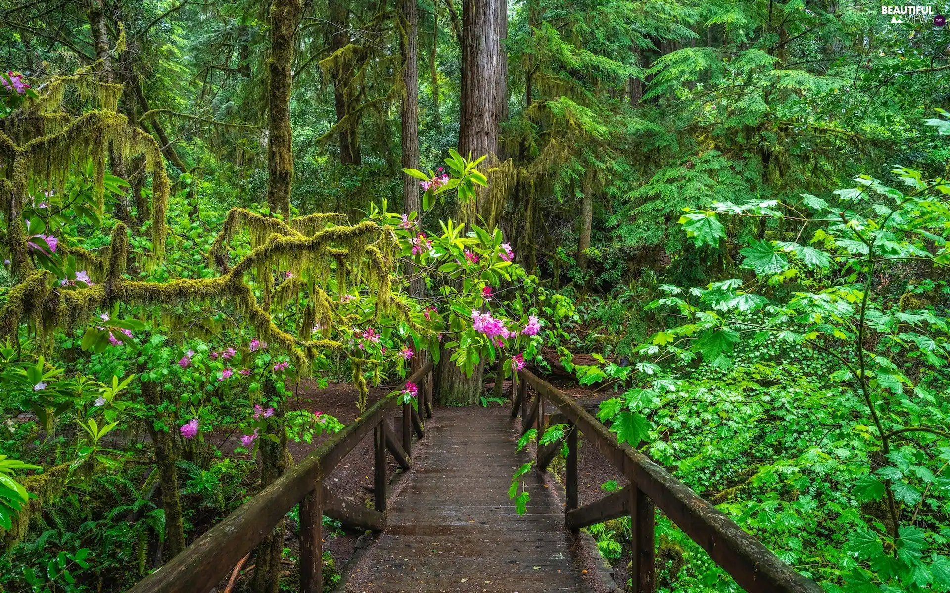 trees, The United States, forest, viewes, rhododendron, Climbers, bridge, Redwood National Park, California, wooden, redwoods