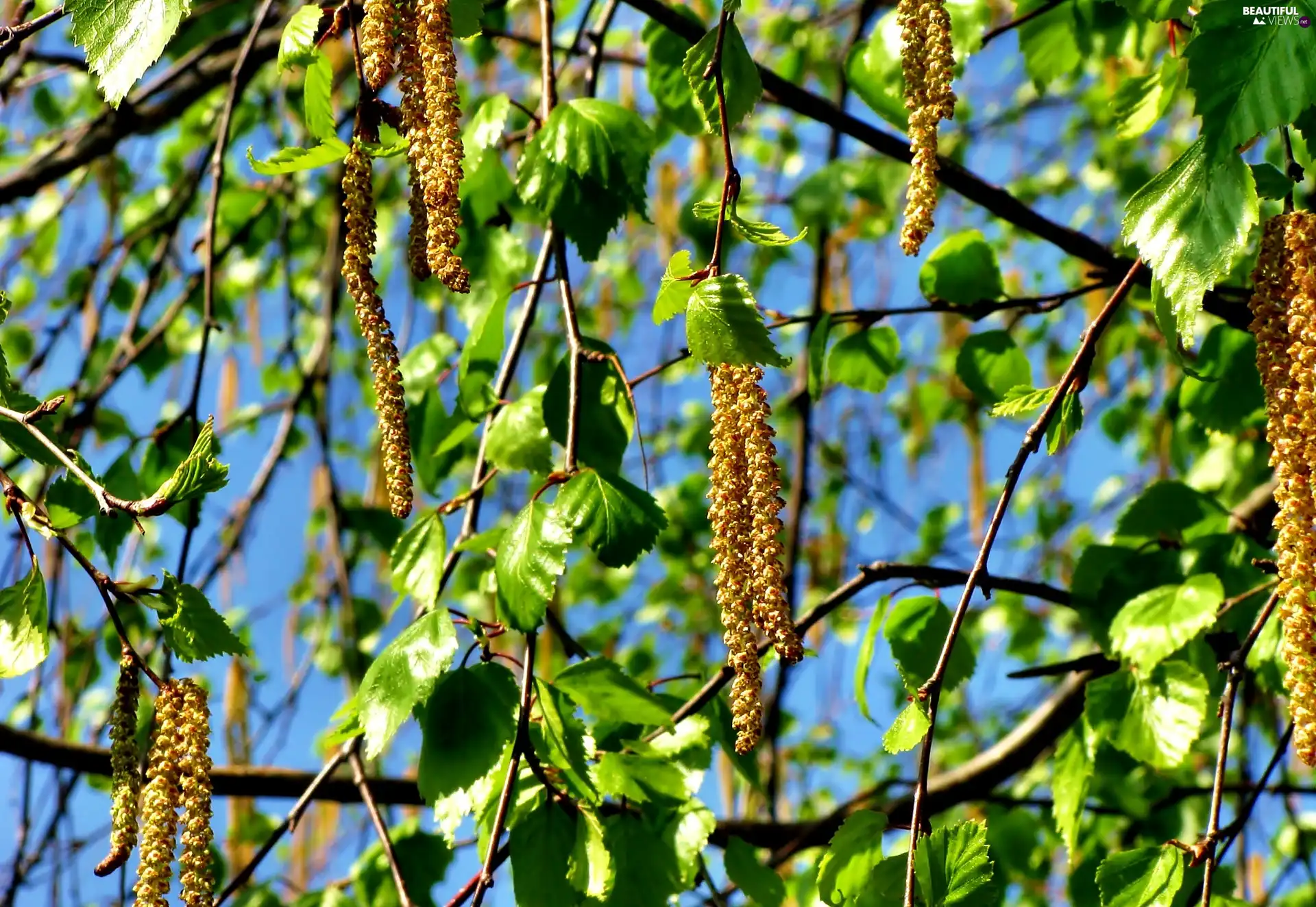 Blossoming, Spring, Close, birch-tree