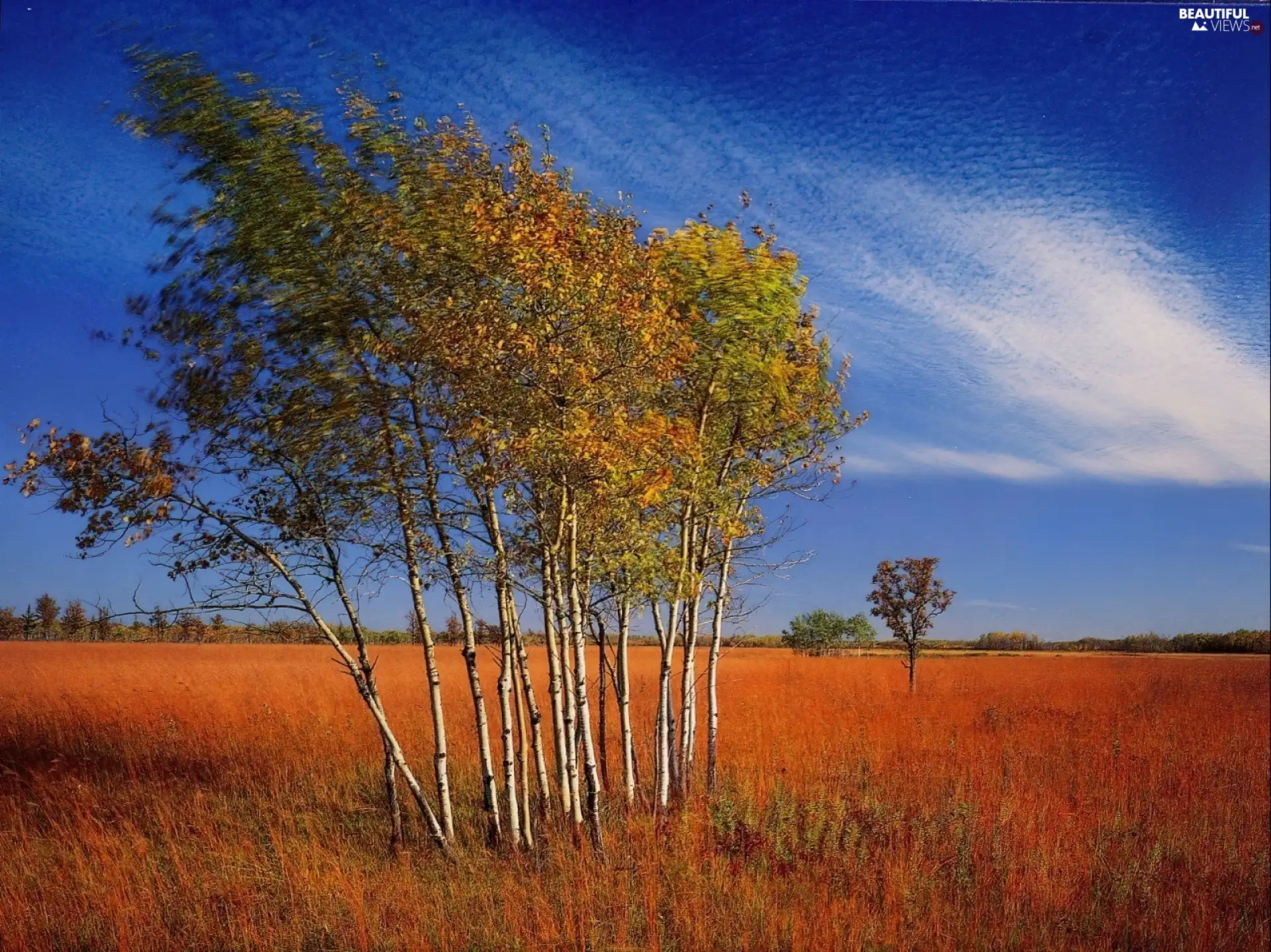 Autumn, Field, clouds, birch