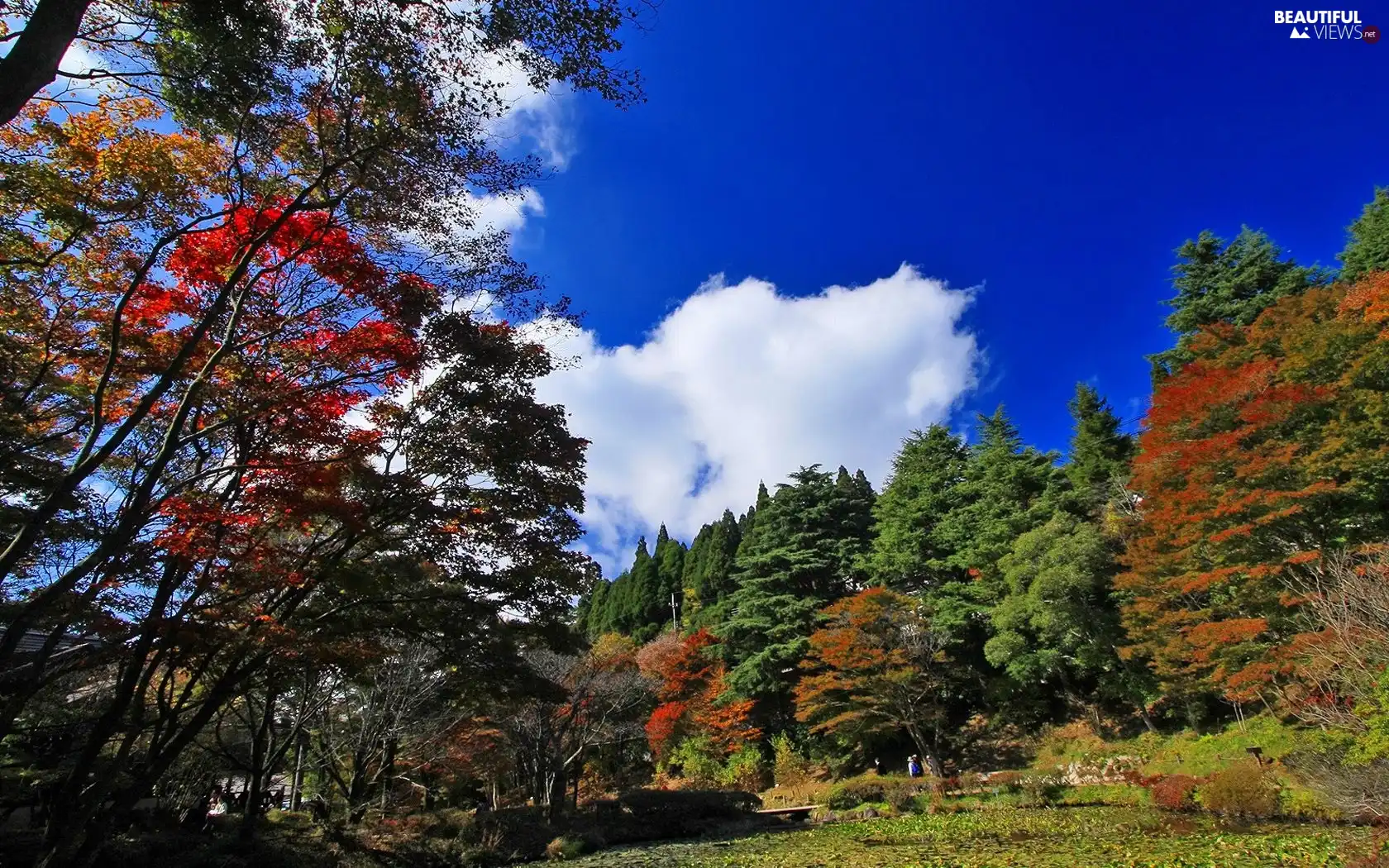 trees, Park, clouds, autumn, viewes, color