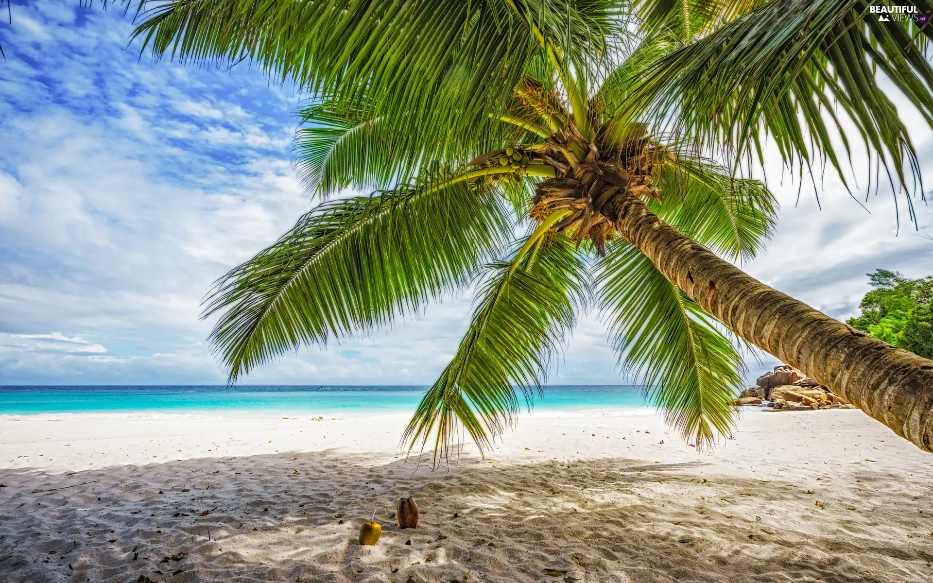 Palm, clouds, Beaches, inclined, sea