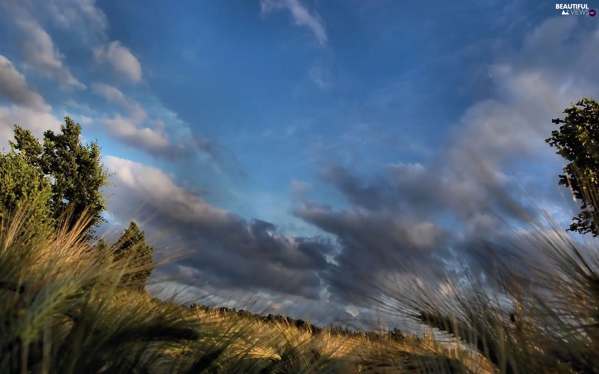 corn, viewes, clouds, trees