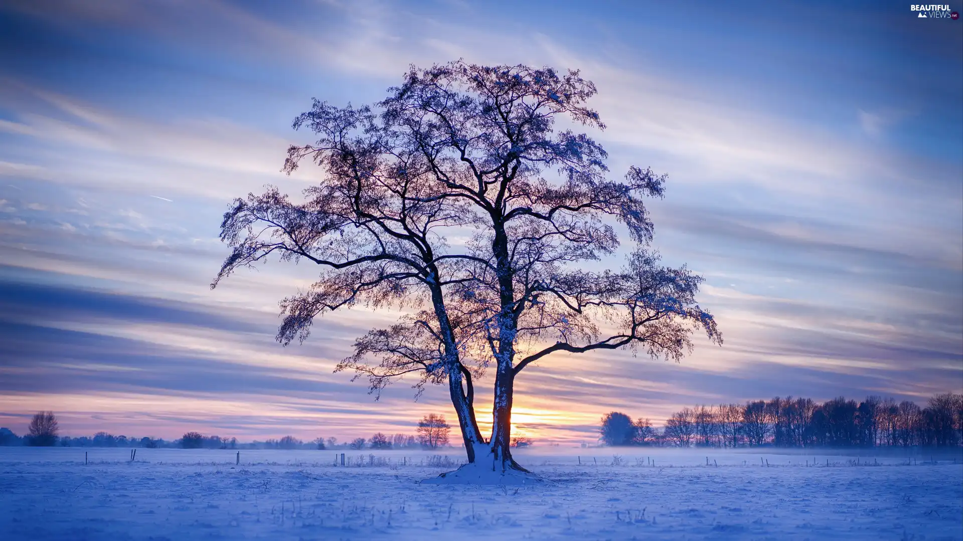 winter, trees, Sky, clouds, Sunrise, Field