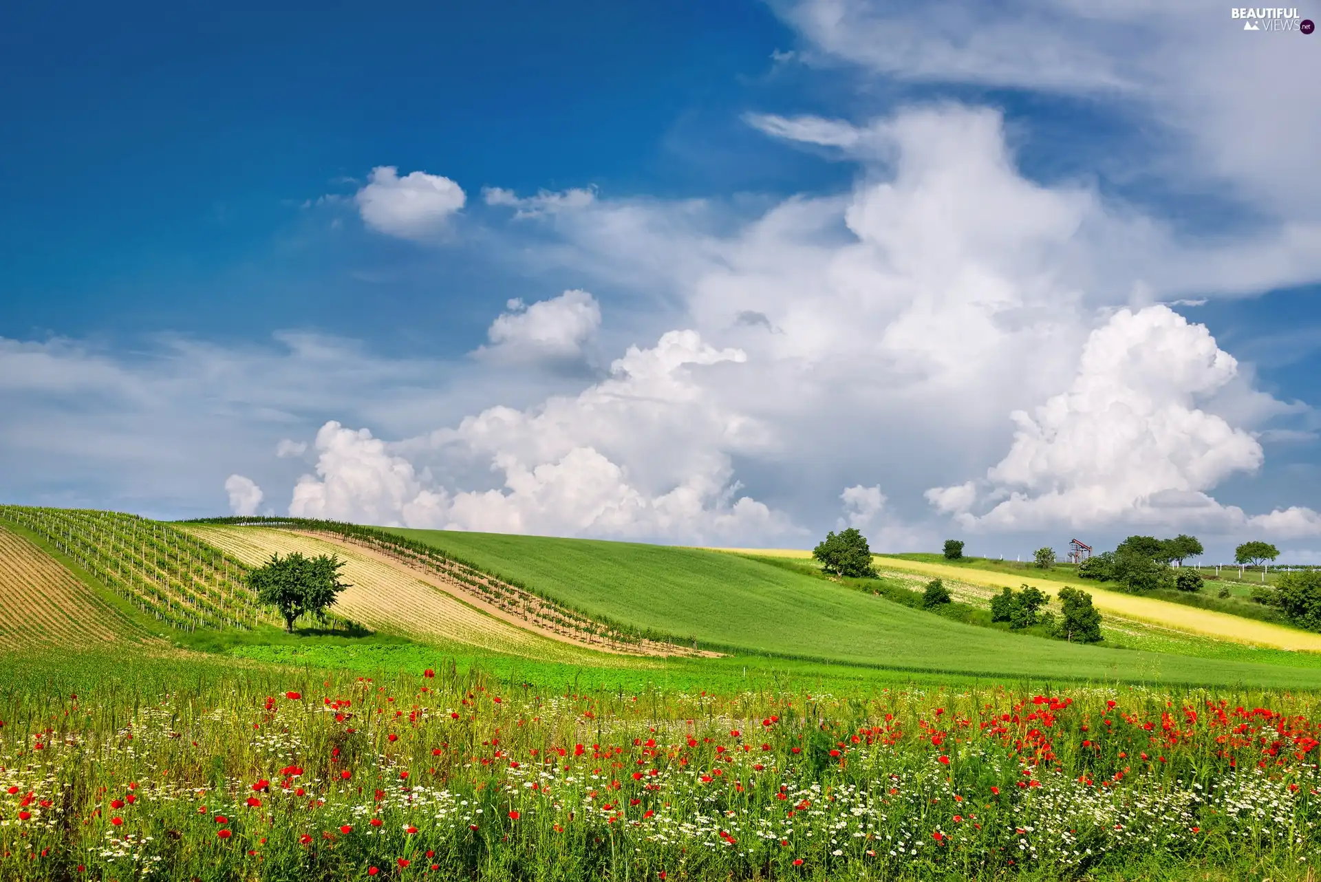 medows, Austria, clouds, Flowers, field, summer