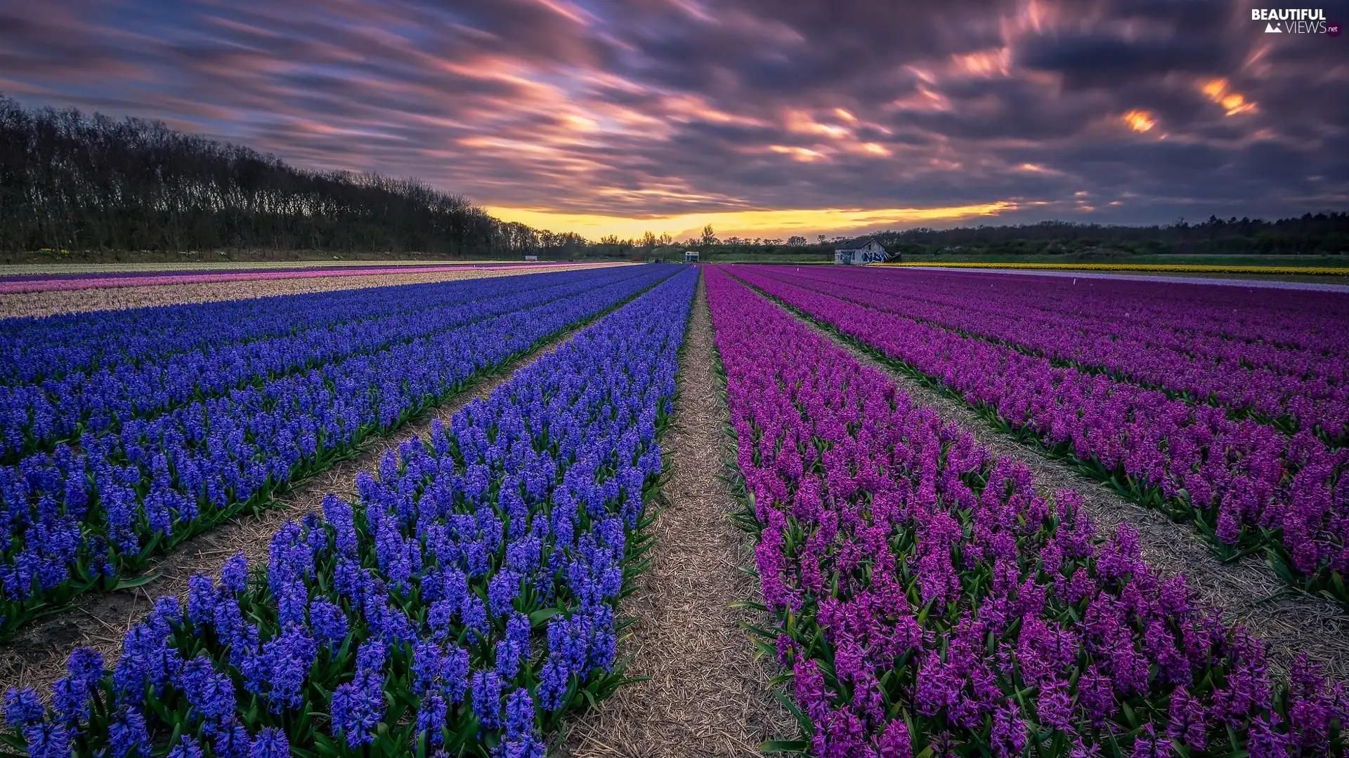 dark, clouds, Flowers, Hyacinths, Field