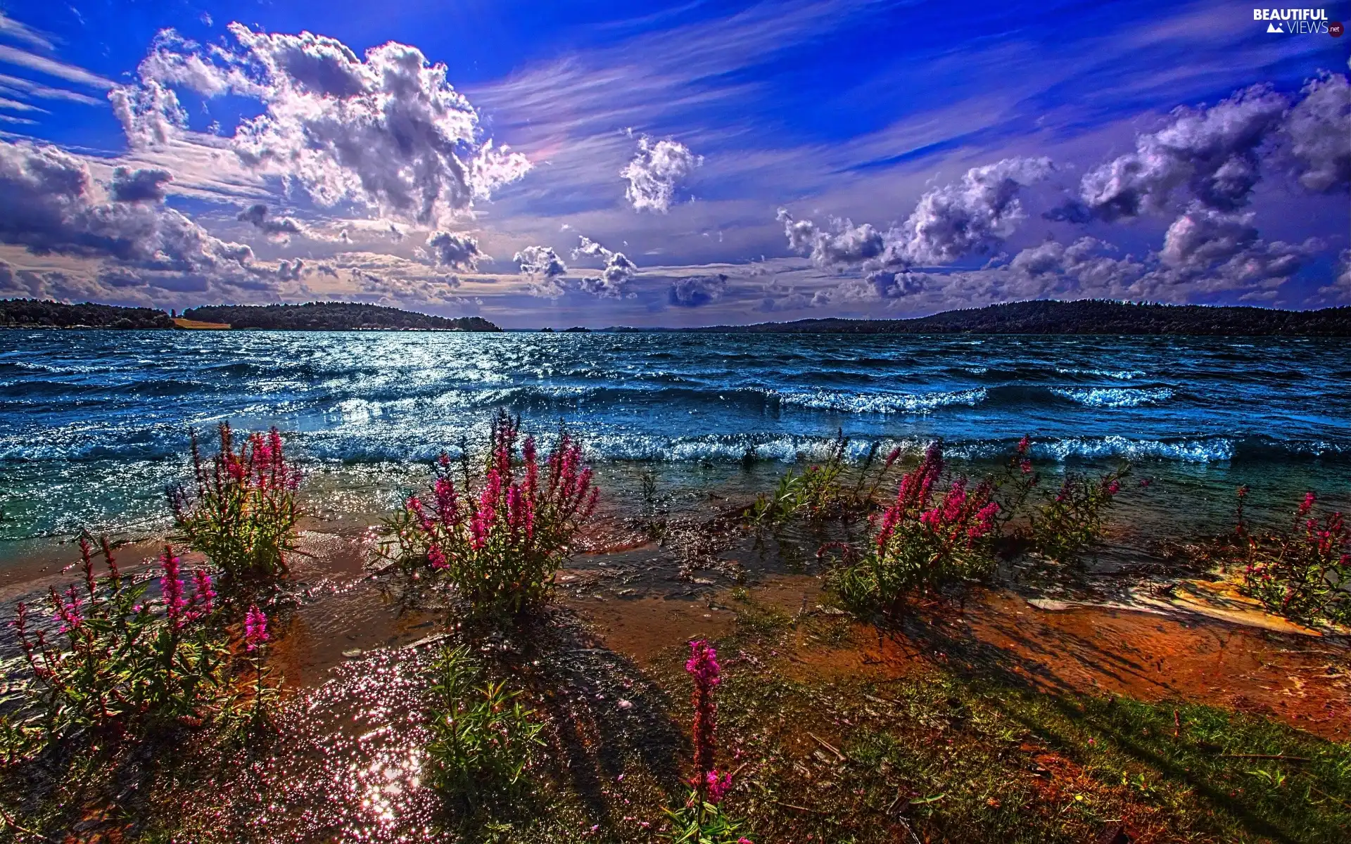 clouds, lake, Flowers