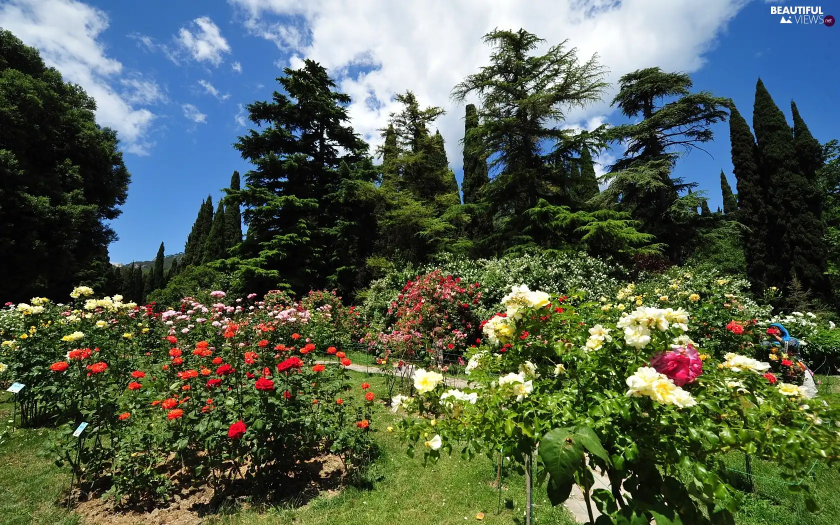 Flowers, viewes, clouds, trees