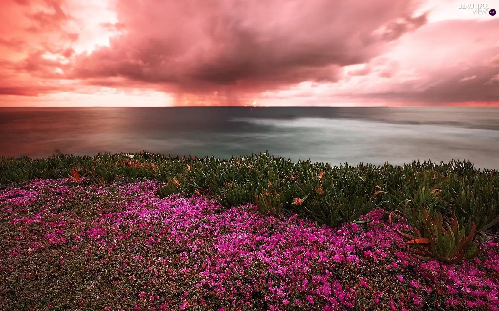 clouds, Flowers, sun, Pink, west