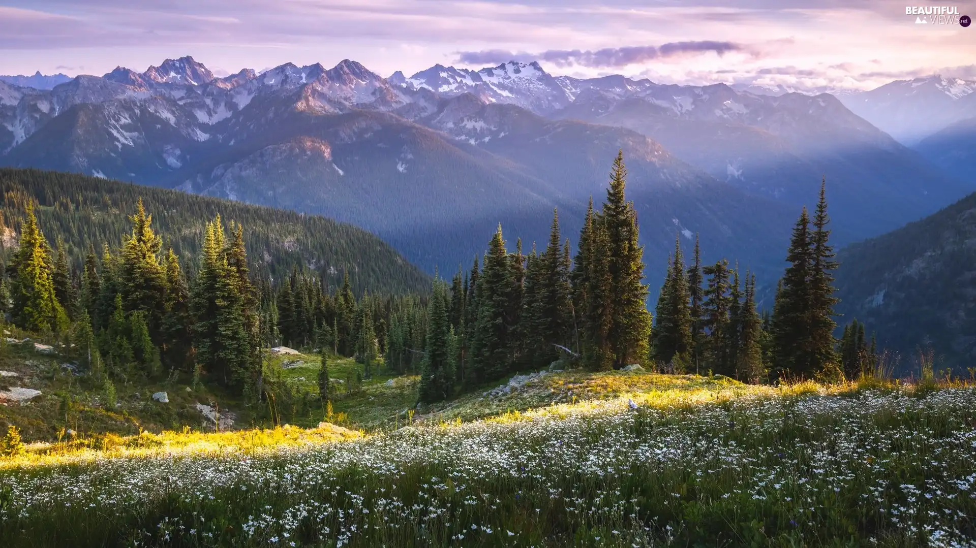 trees, Mountains, Meadow, clouds, viewes, forest