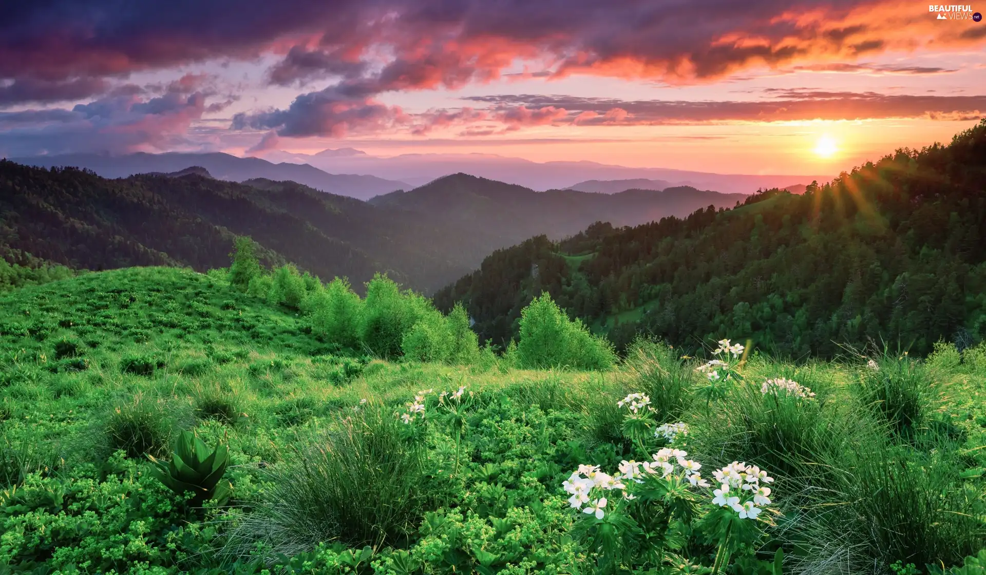 Sunrise, clouds, forest, VEGETATION, Mountains