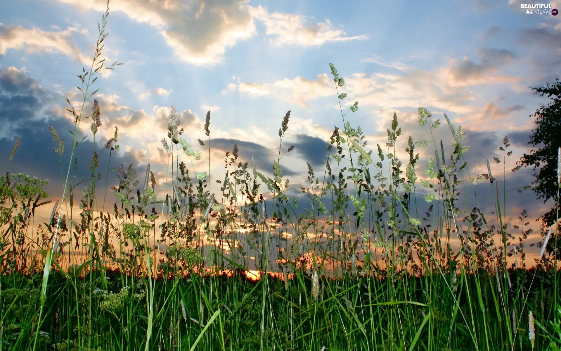 clouds, Meadow, grass