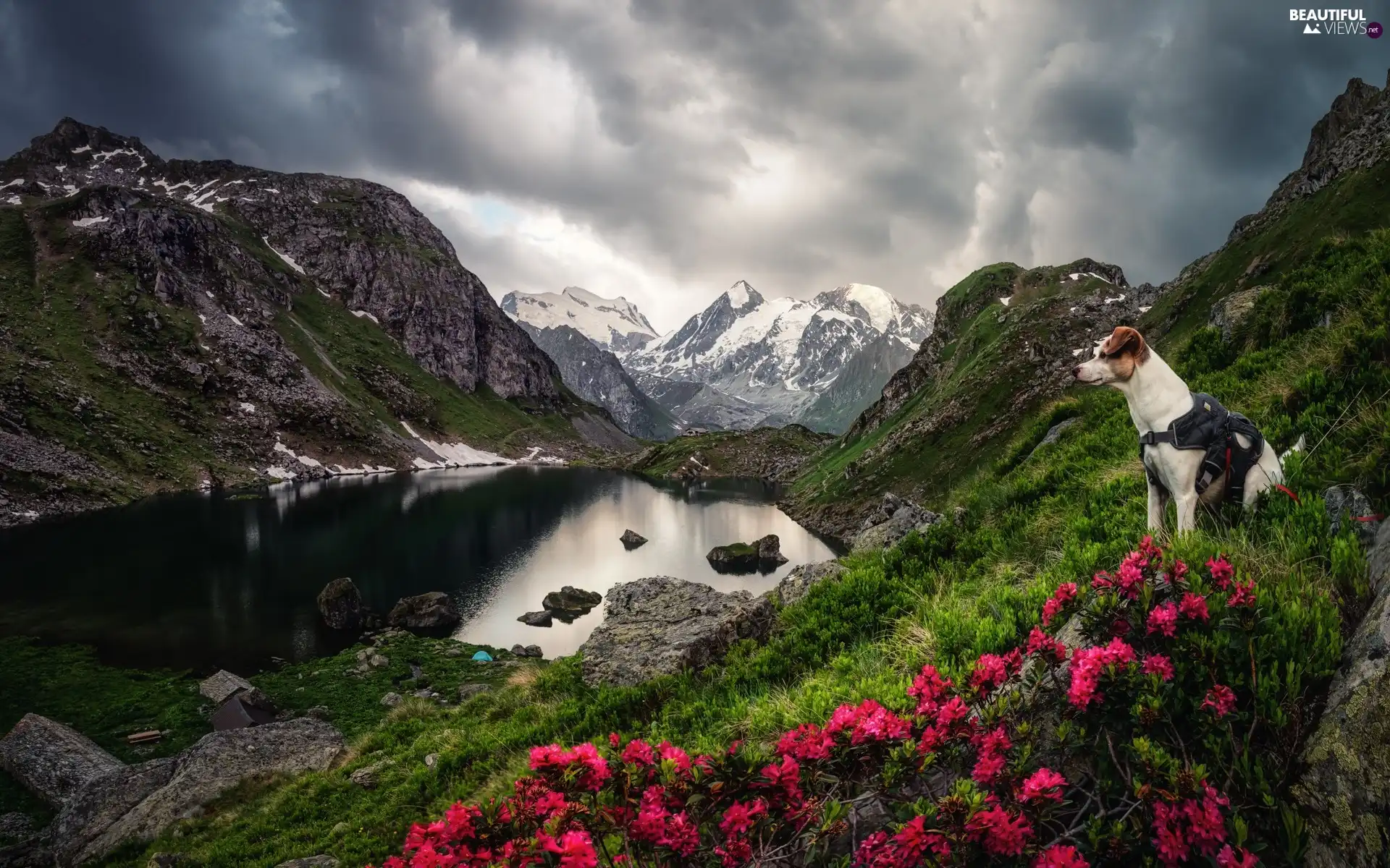 dog, Mountains, Rhododendron, clouds, Flowers, lake
