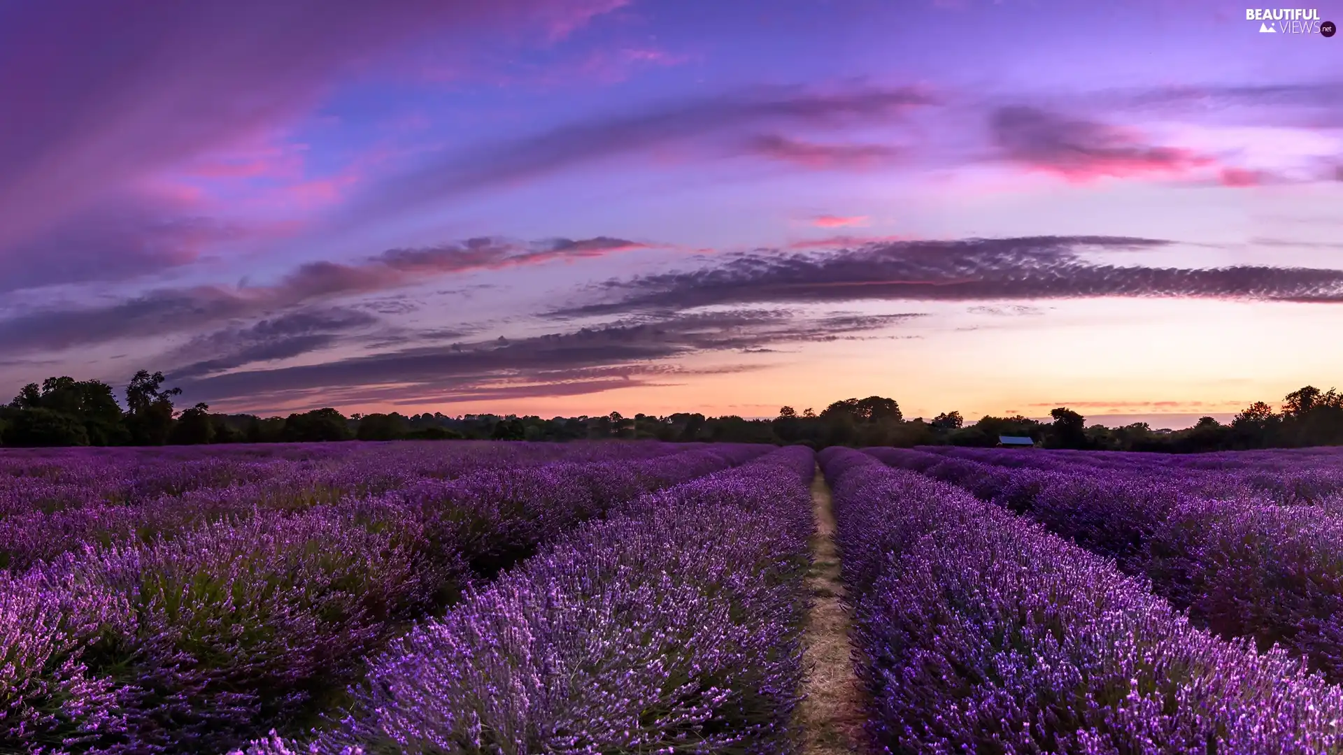 viewes, clouds, lavender, trees, Field