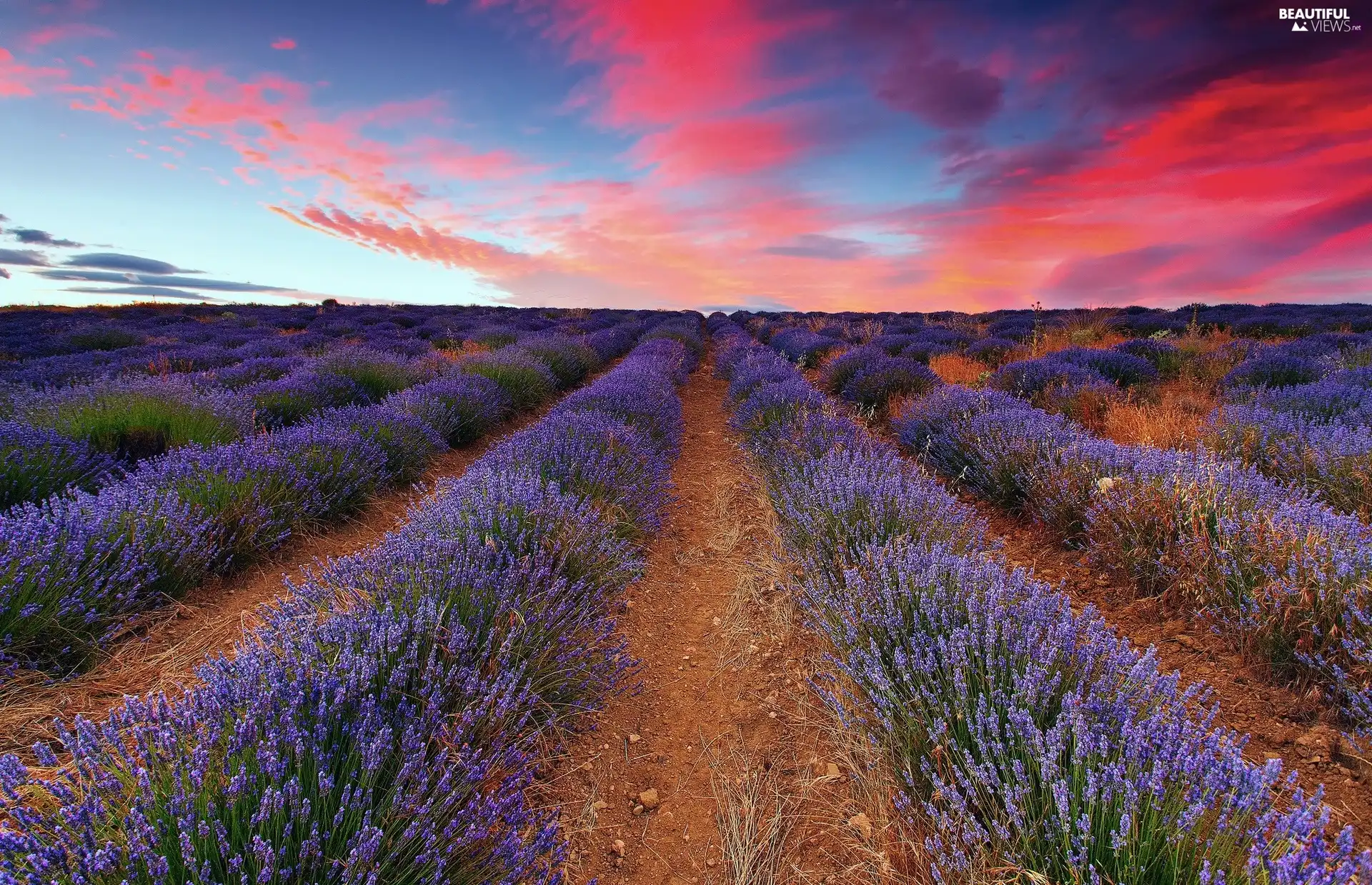 clouds, Field, lavender