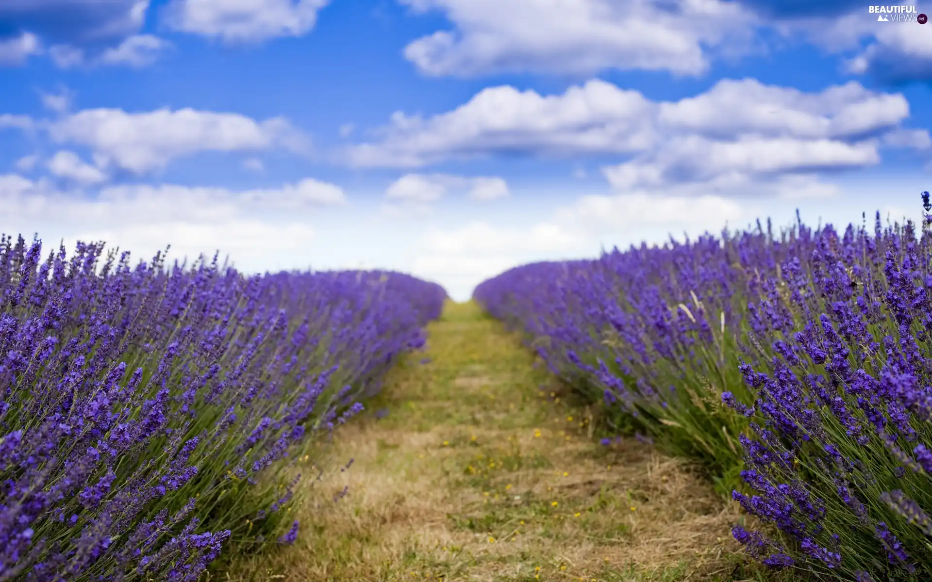 lavender, Sky, clouds, Field