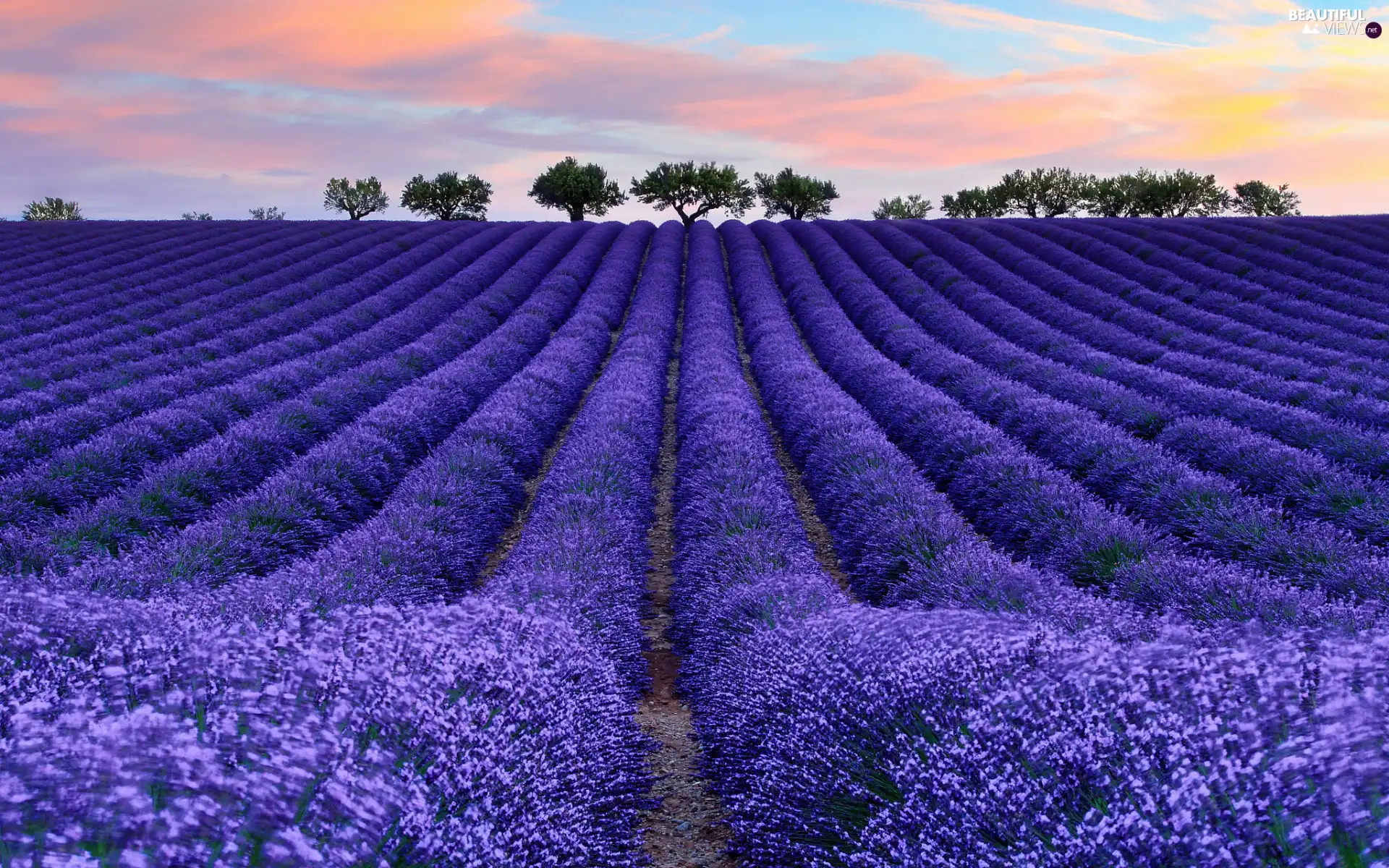 trees, Field, Sky, clouds, viewes, lavender