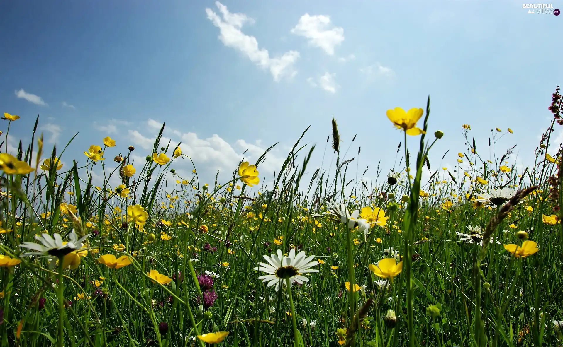 clouds, Flowered, Meadow