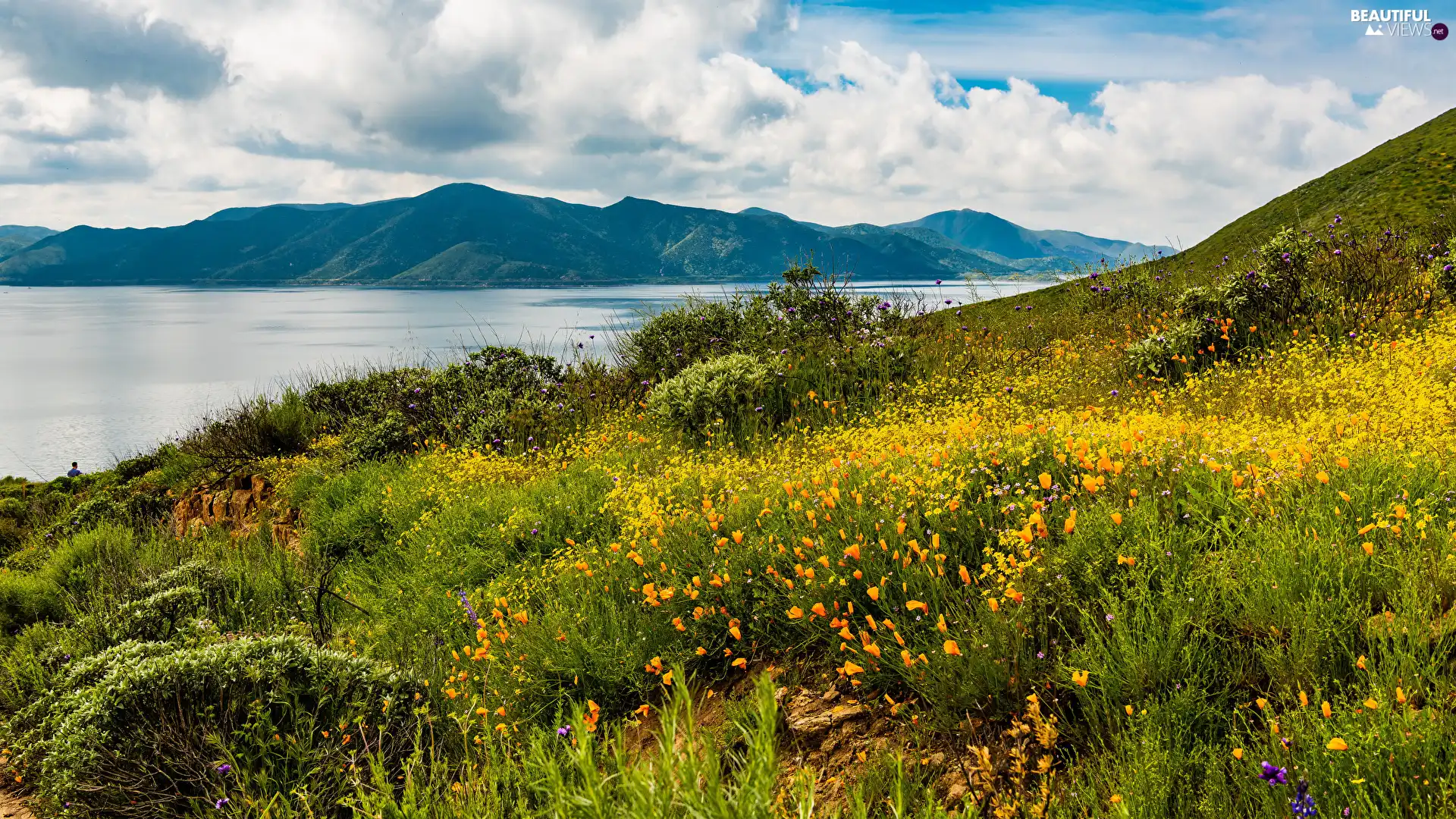 grass, Mountains, lake, clouds, Flowers, Meadow