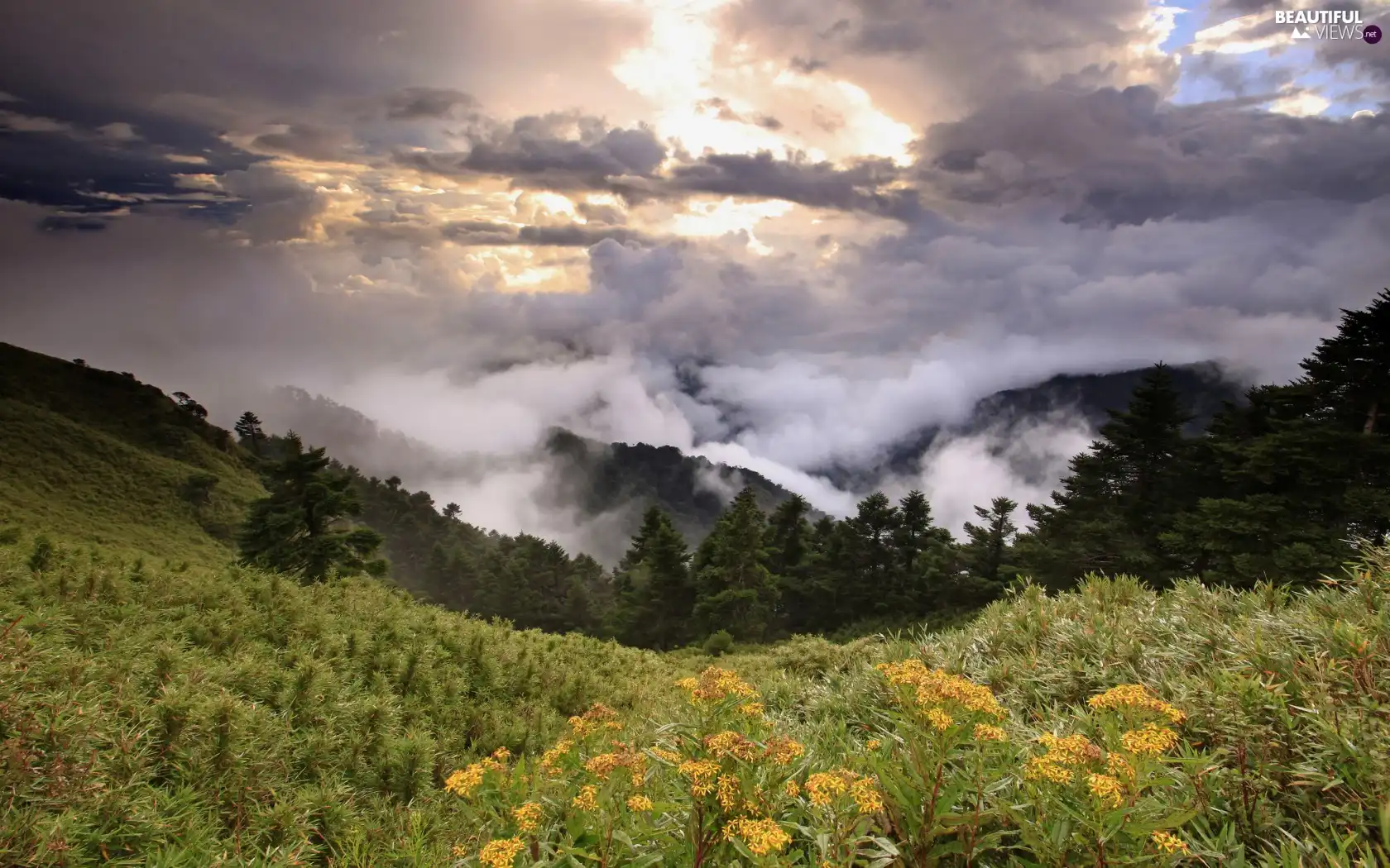 clouds, Meadow, woods, Fog, Mountains