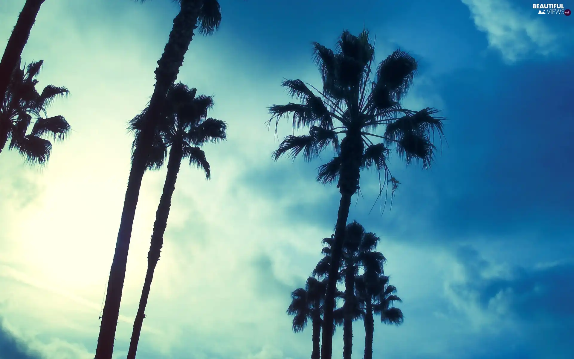 Palms, clouds