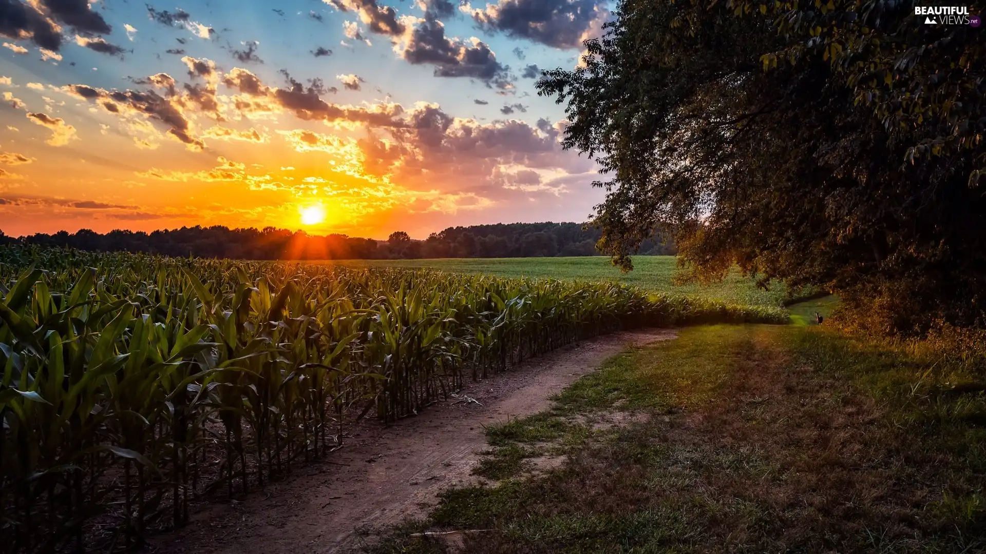 trees, Field, Sunrise, clouds, viewes, Path