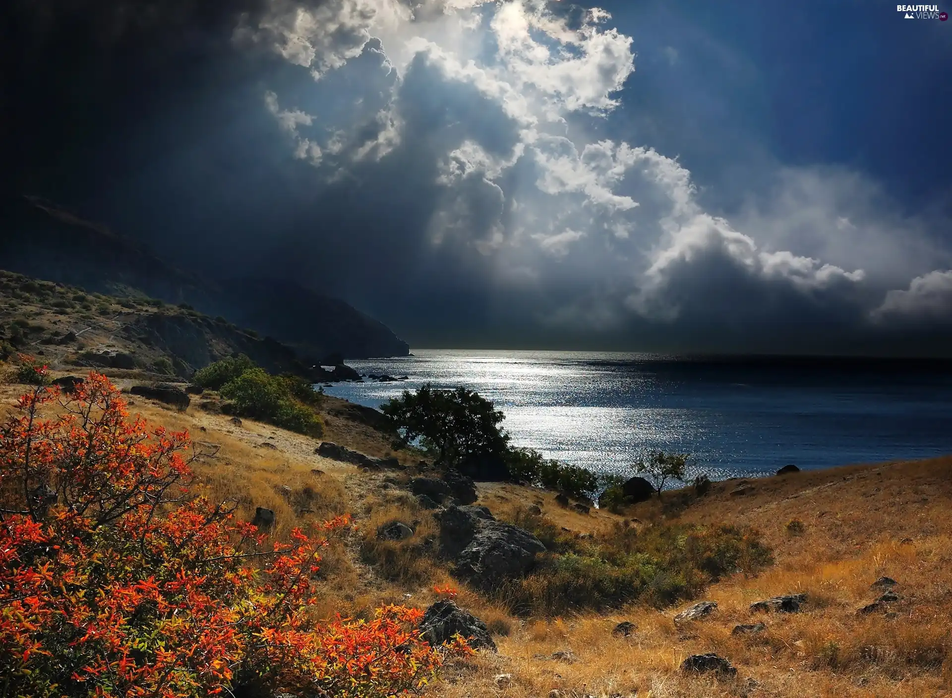 clouds, Plants, sea, moon, Coast