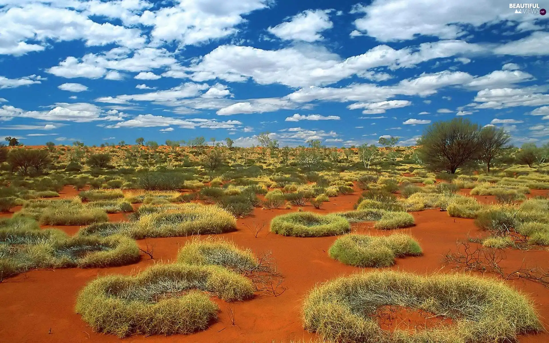 clouds, Desert, Plants