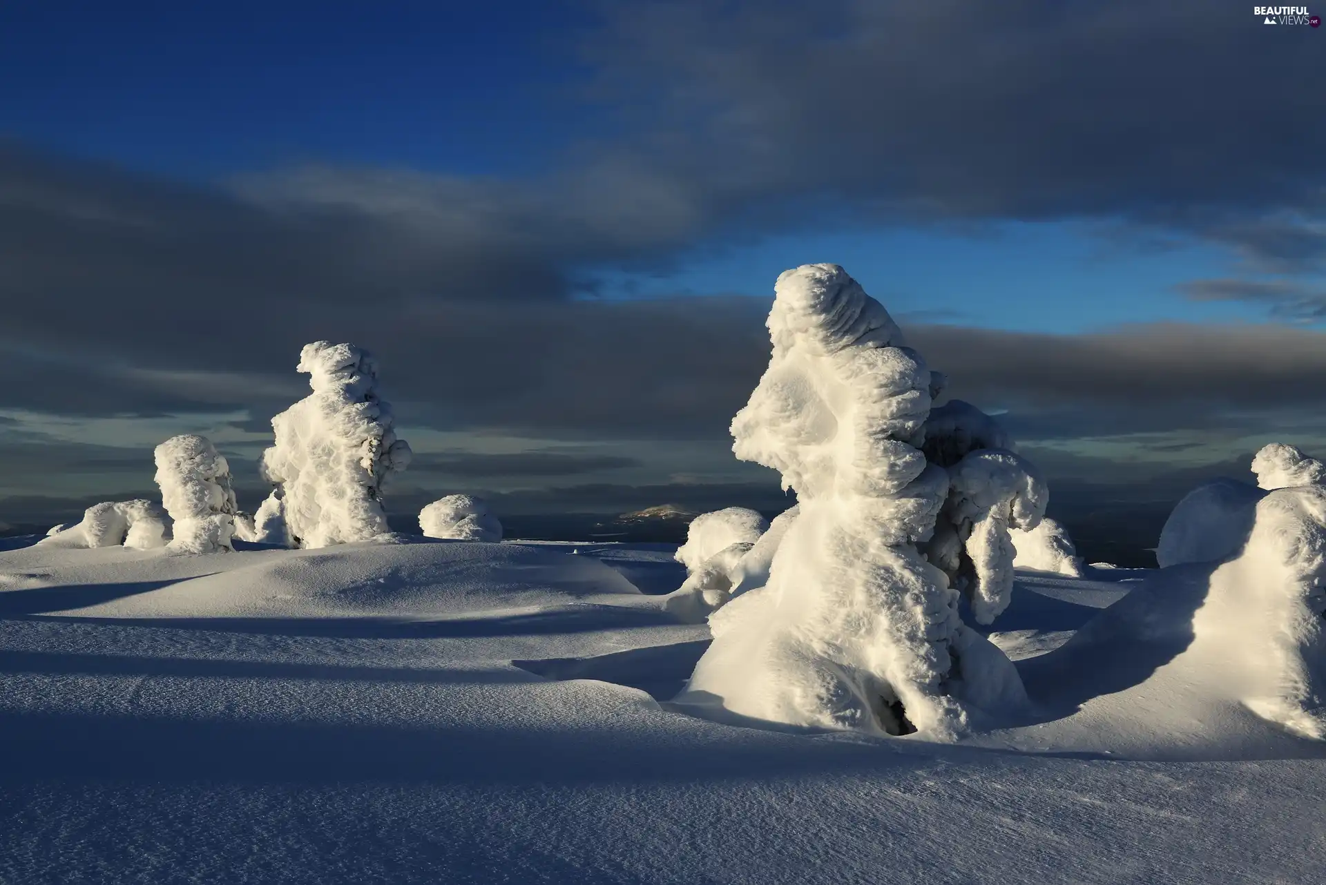 trees, snow, Plants, clouds, winter, viewes, Snowy