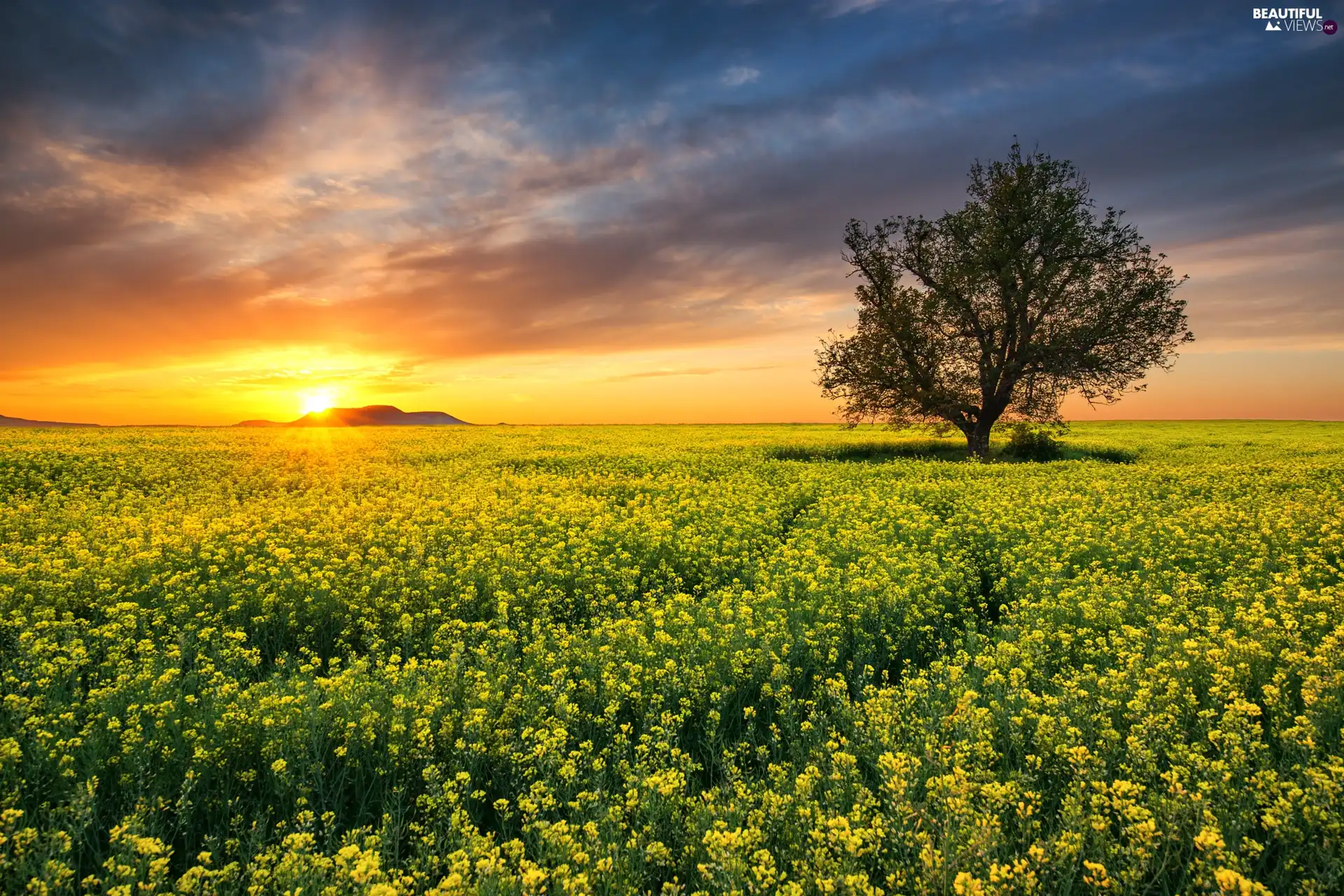 Sunrise, clouds, rape, trees, Field