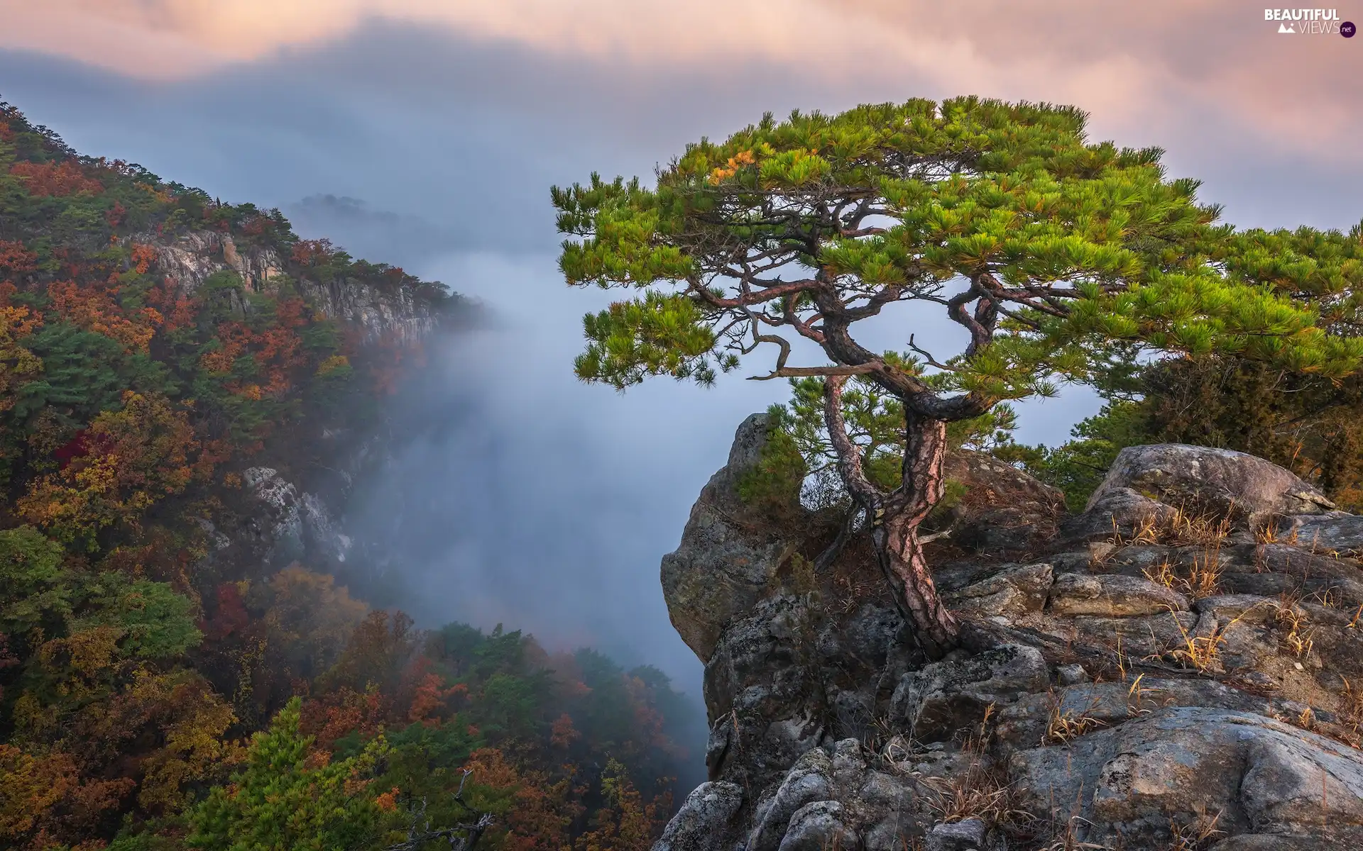 Fog, clouds, rocks, pine, Mountains