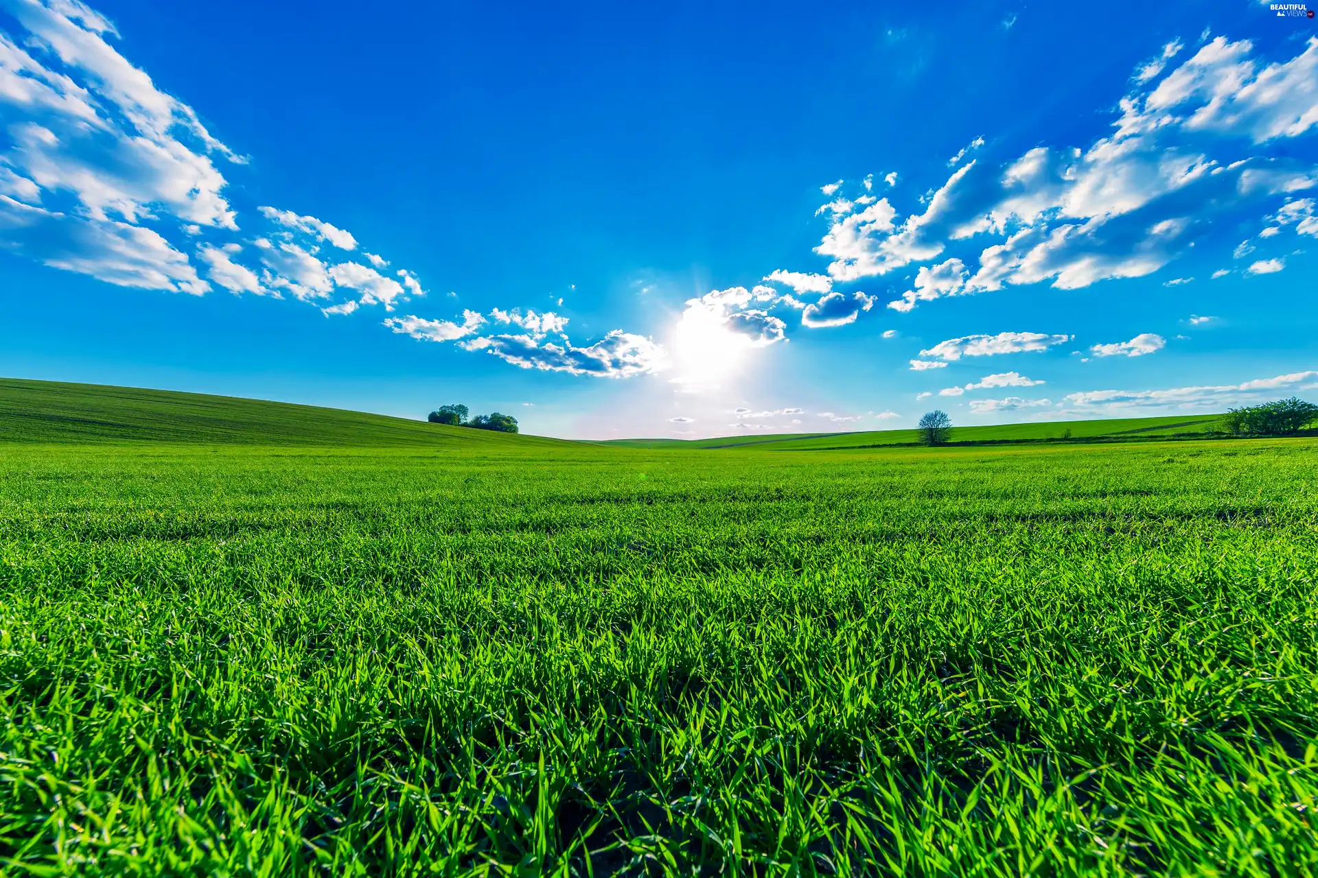 grass, trees, Sky, viewes, blue, Green, Meadow, clouds