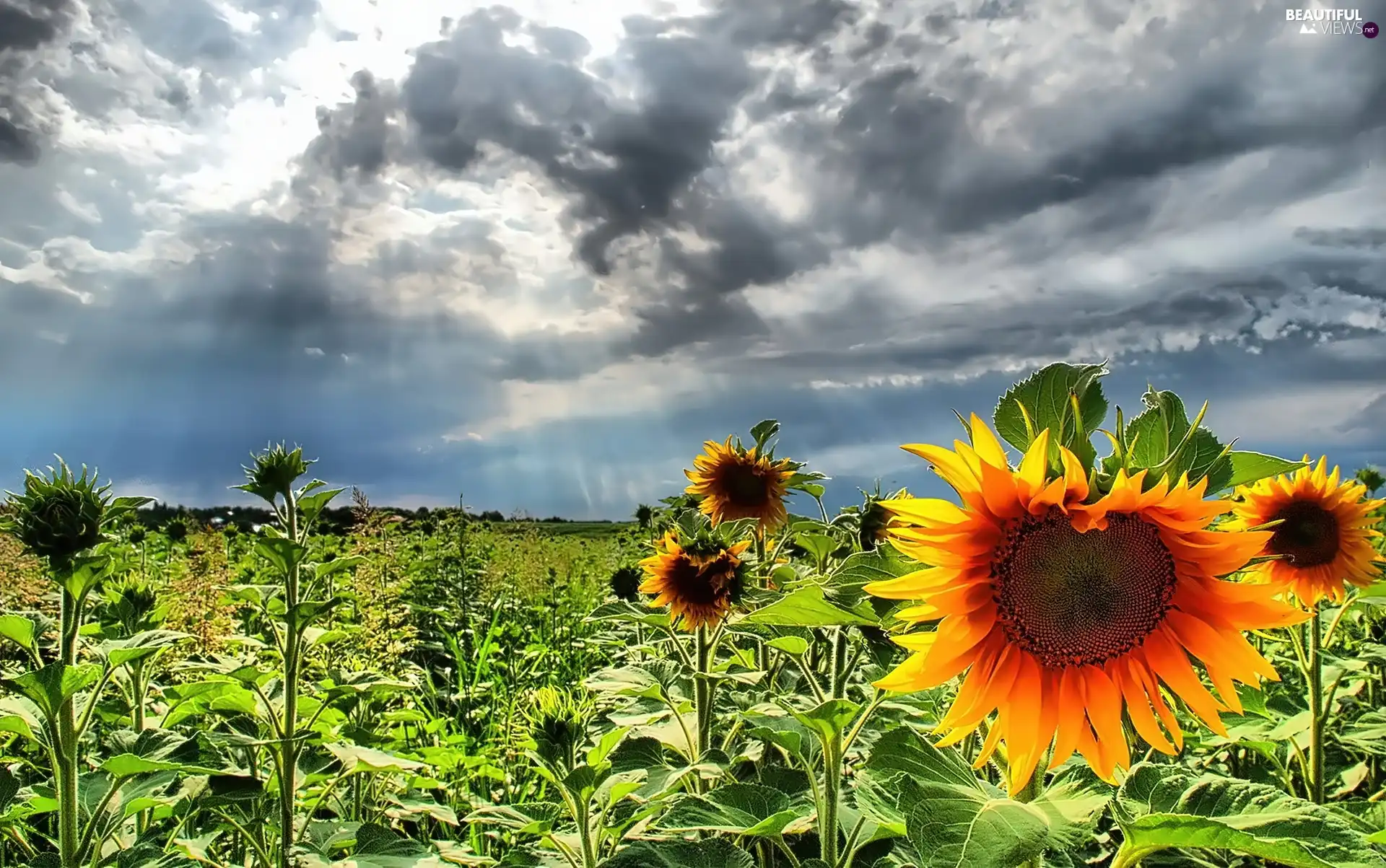 clouds, Field, sunflowers