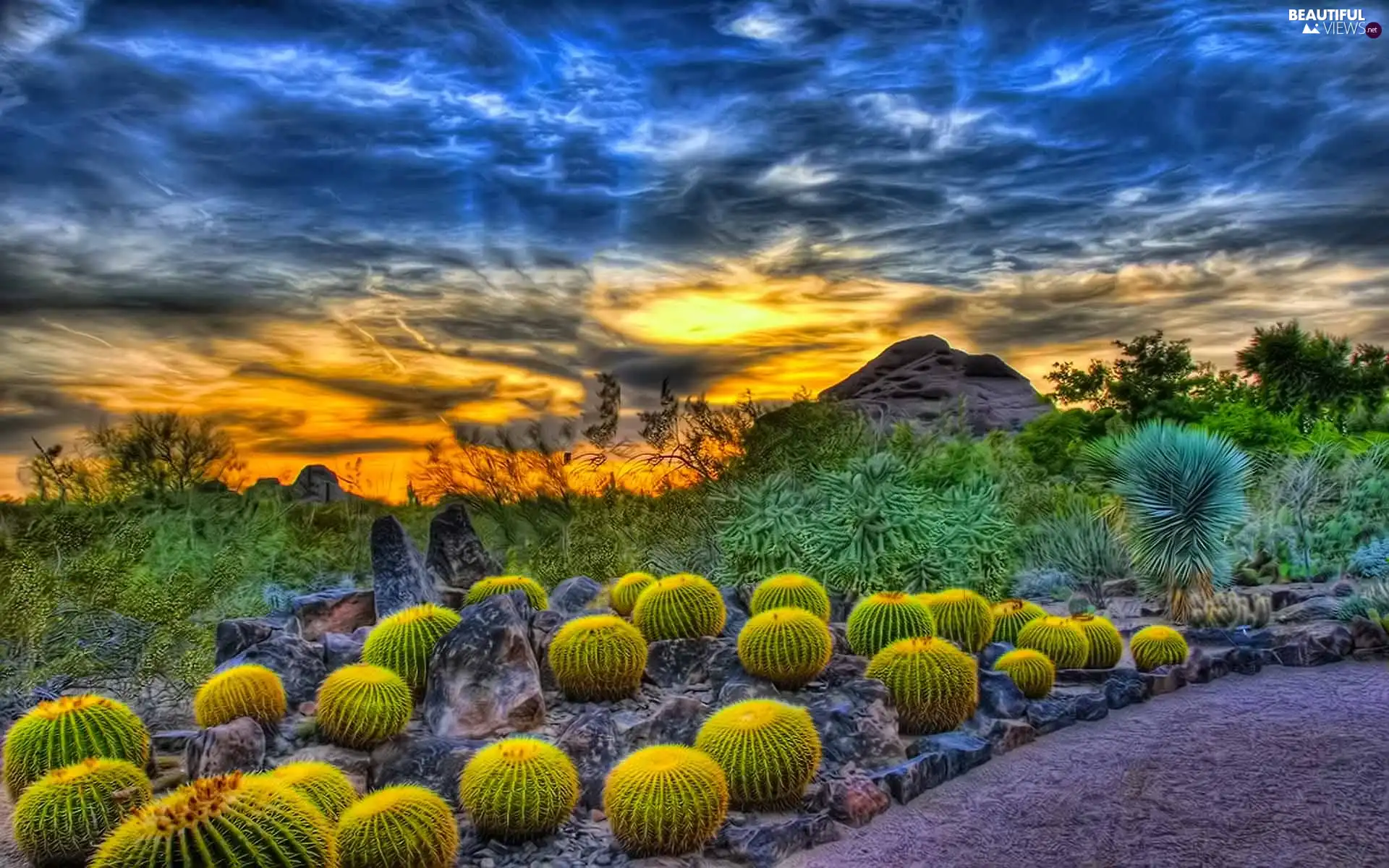 Great Sunsets, Cactus, clouds