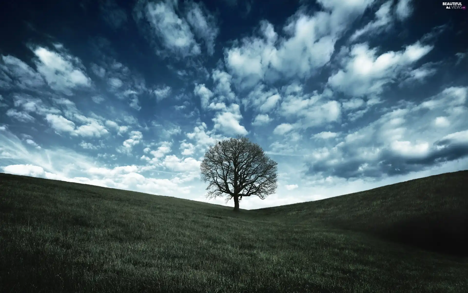 clouds, Field, trees