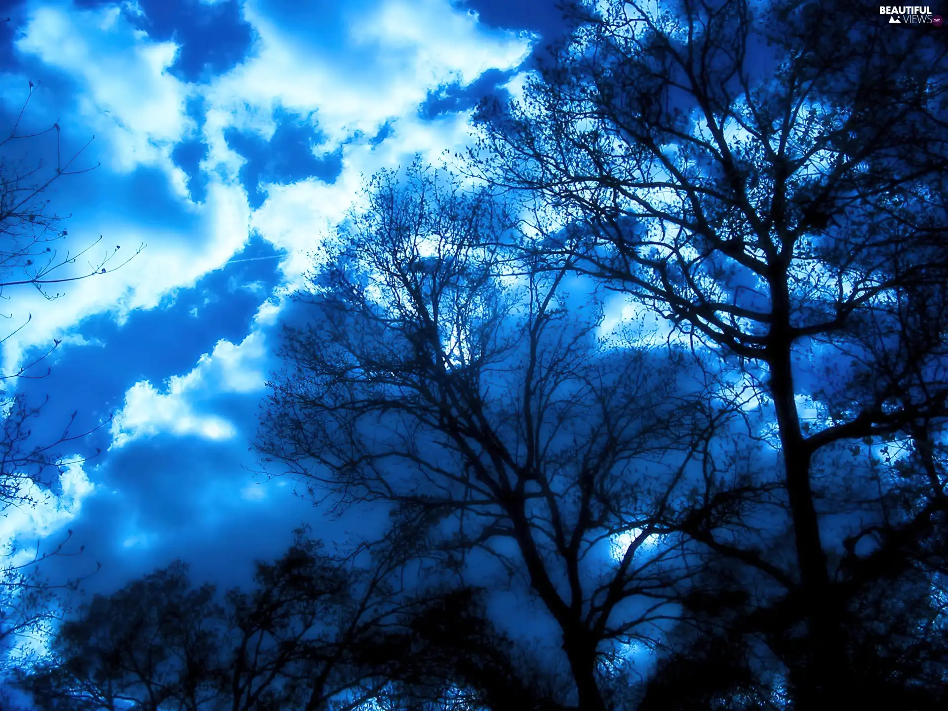 trees, forest, clouds, viewes