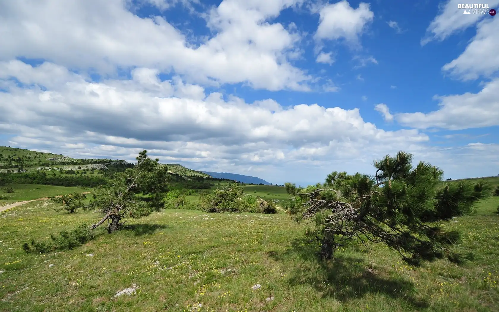 trees, Sky, clouds, viewes